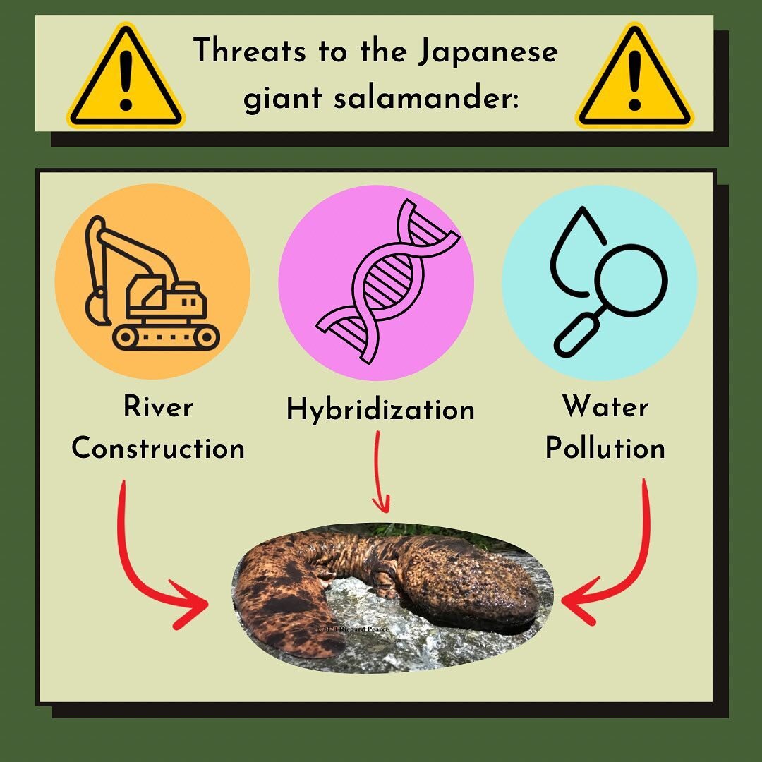 Today we&rsquo;d like to introduce some of the main threats to Japanese giant salamanders.

1. River construction projects that create weirs and dams remove salamander habitat and stop them from being able to move up and down river. It also affects t