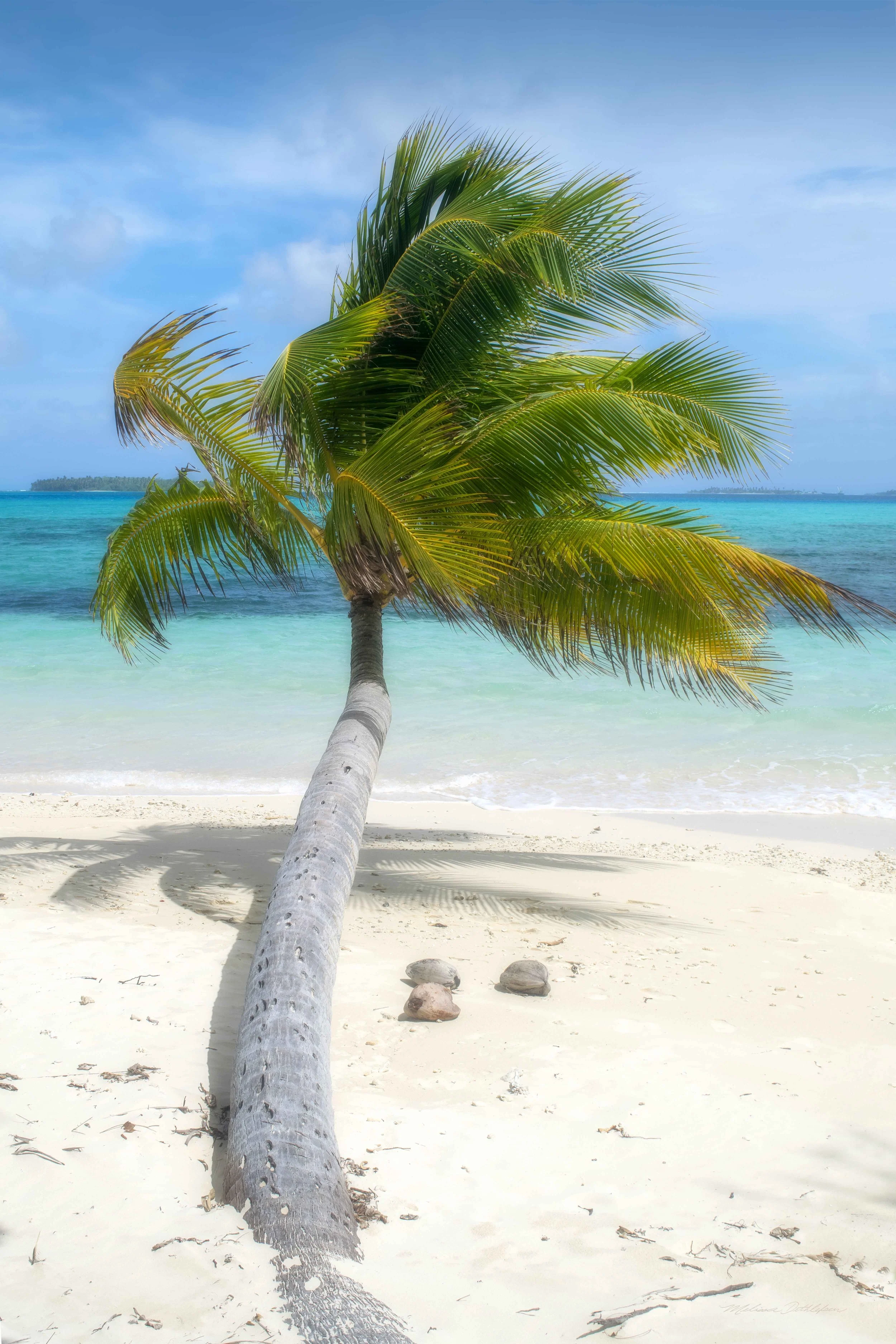 Palm Tree Relaxing on the Beach