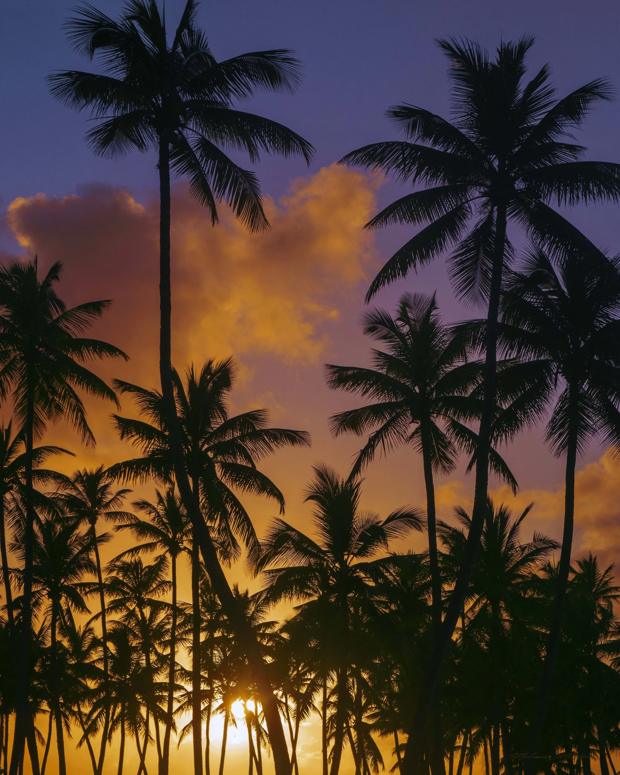 Sunrise Palms