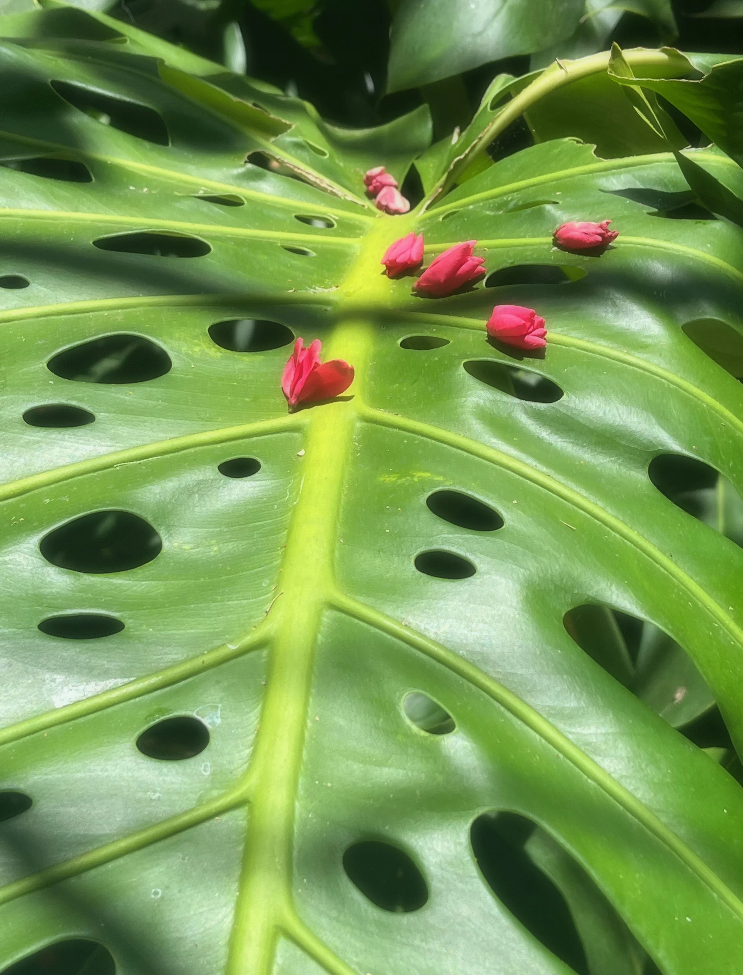 Pink On Green