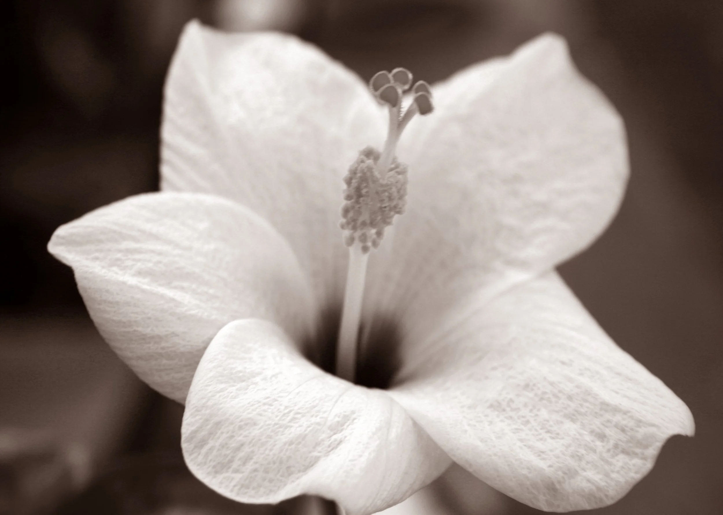 Hibiscus