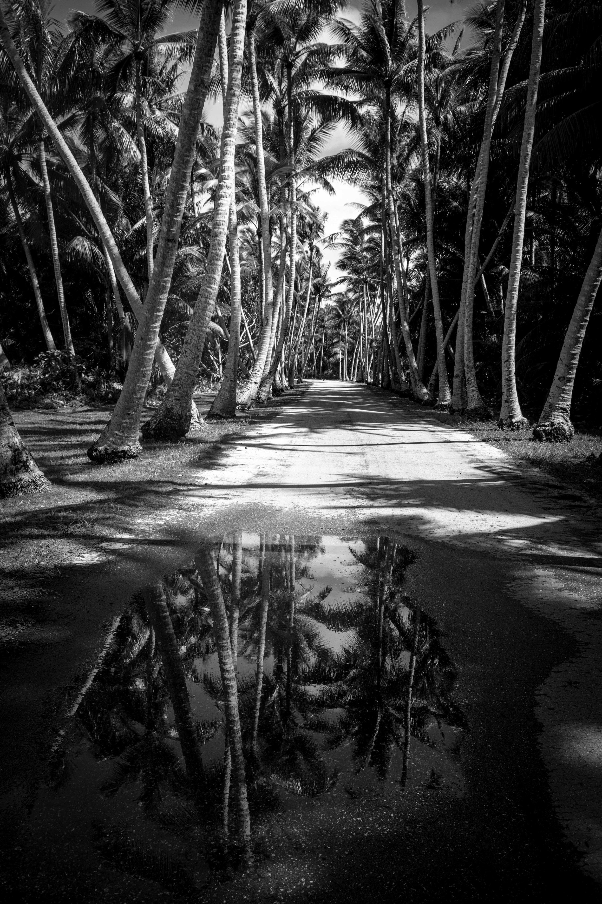 Palm Reflection