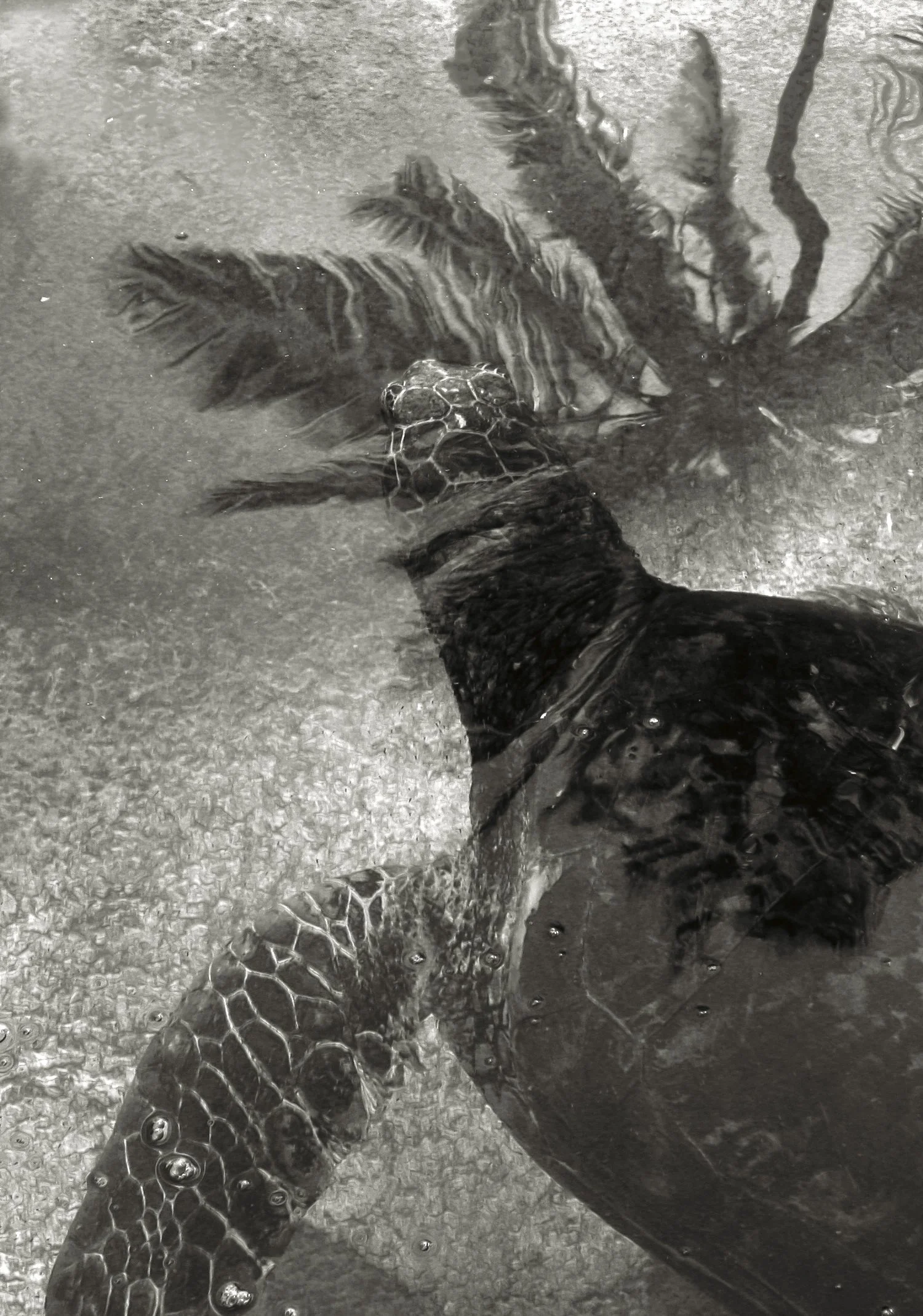 Palm Tree & Turtle Pond