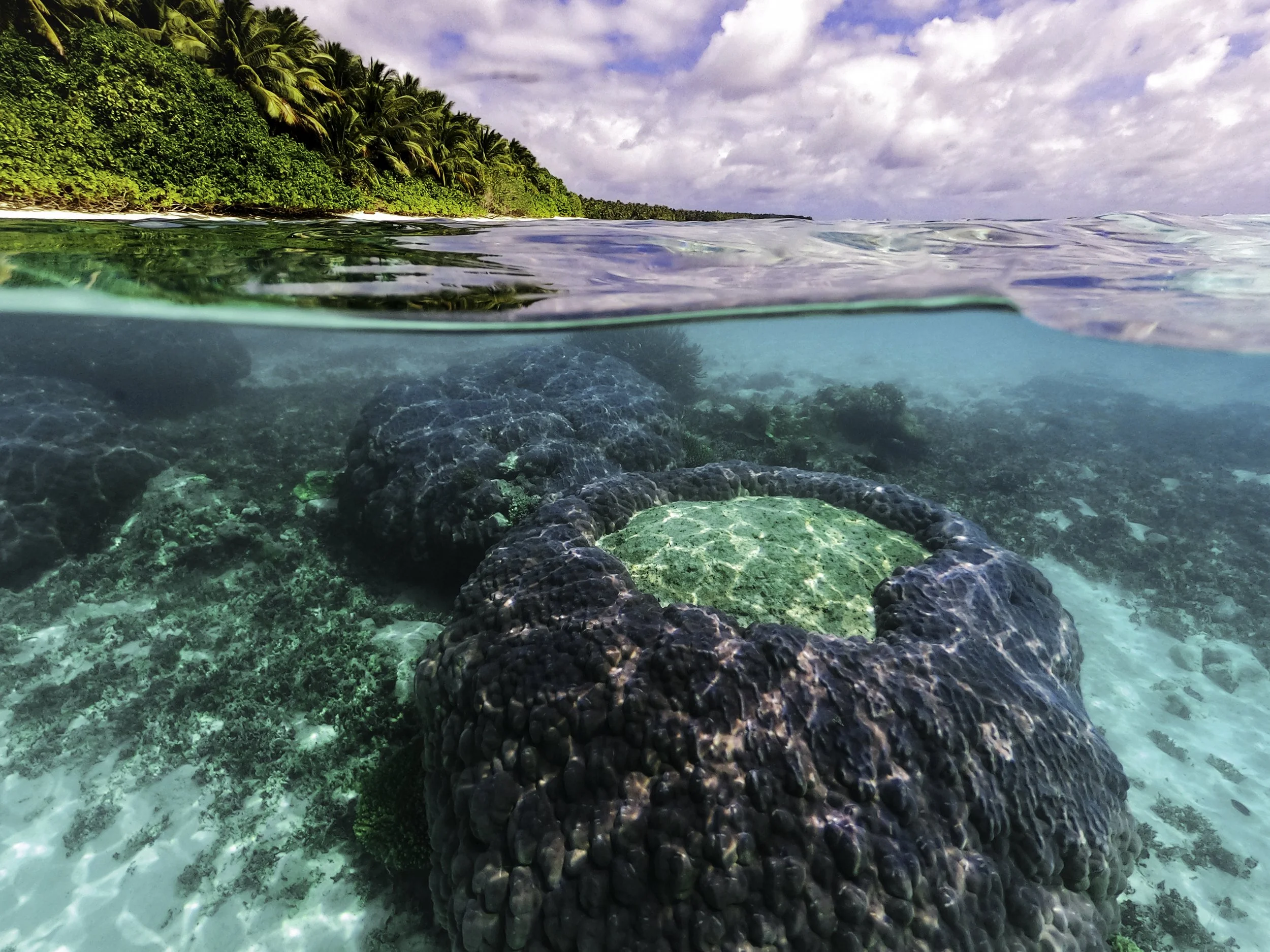 Island Coral