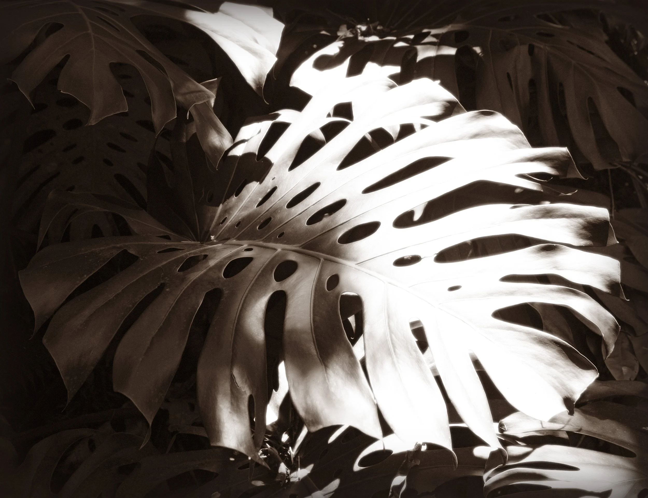 Shadow & Light