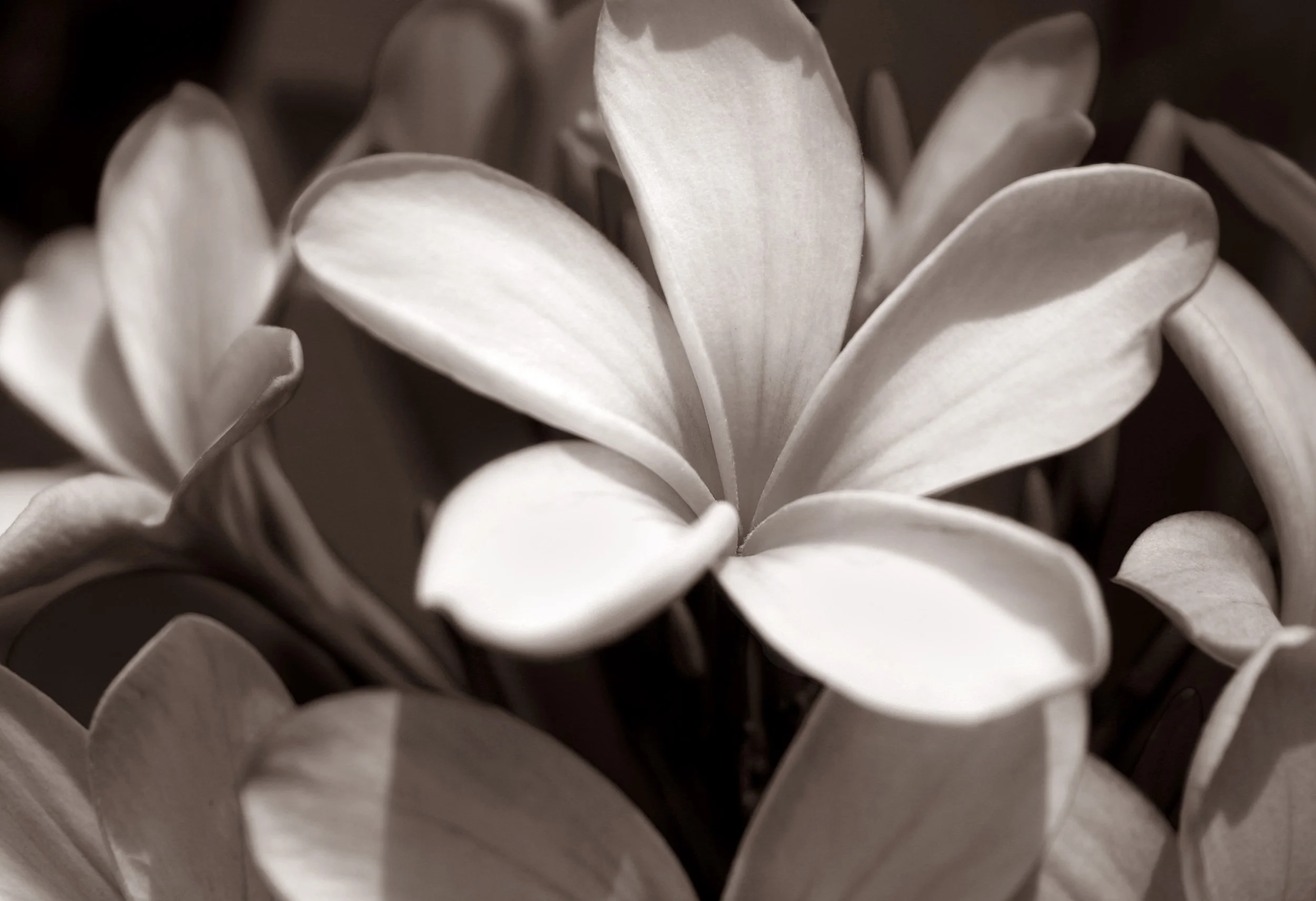 Plumeria Bunch