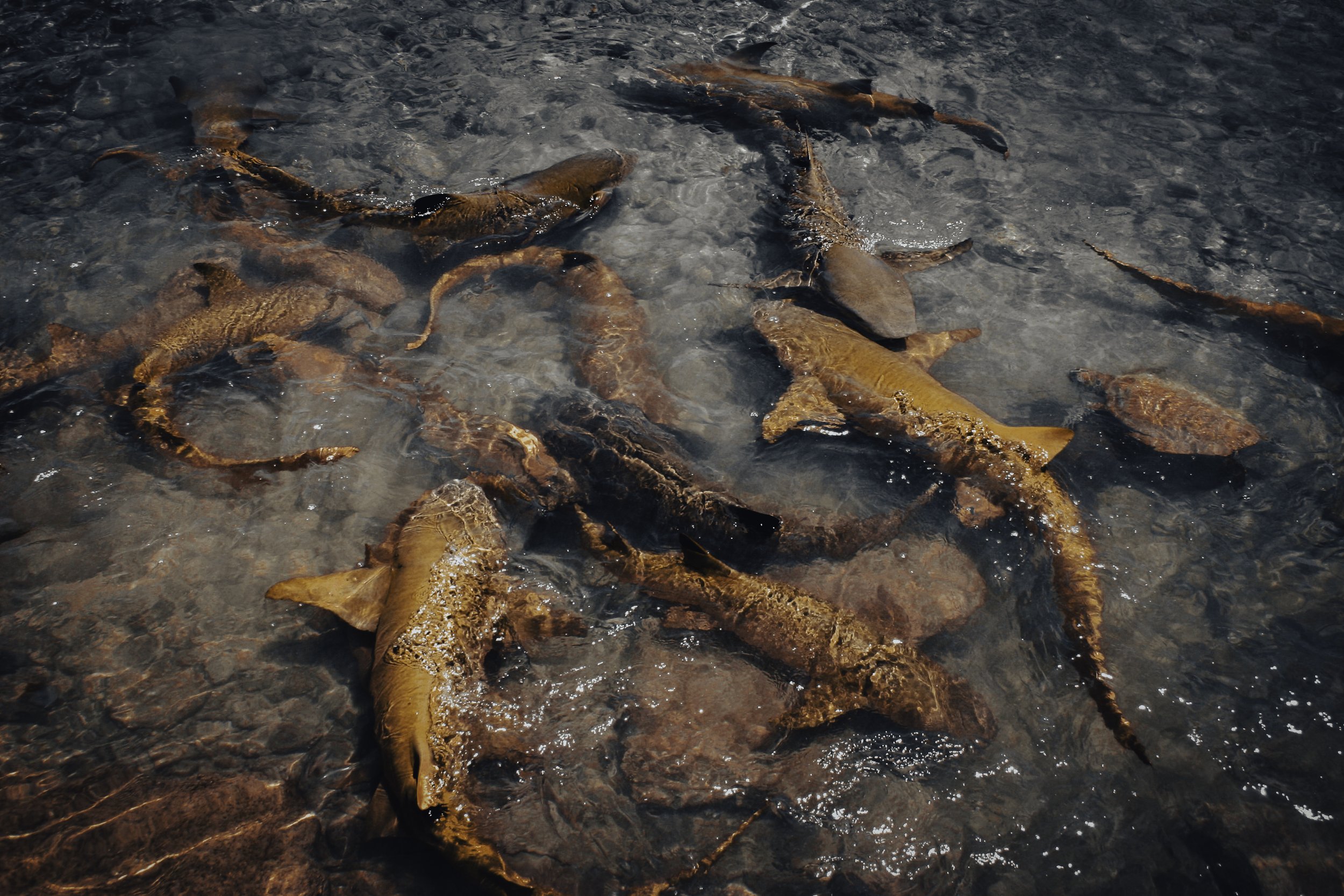 Rusty Sharks & Turtle