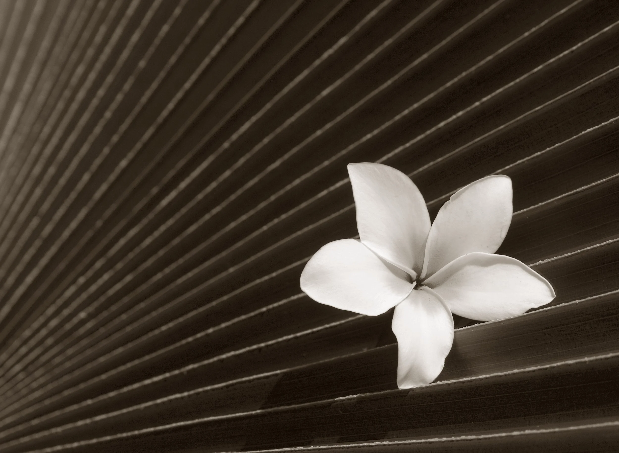 Plumeria on Fan Palm