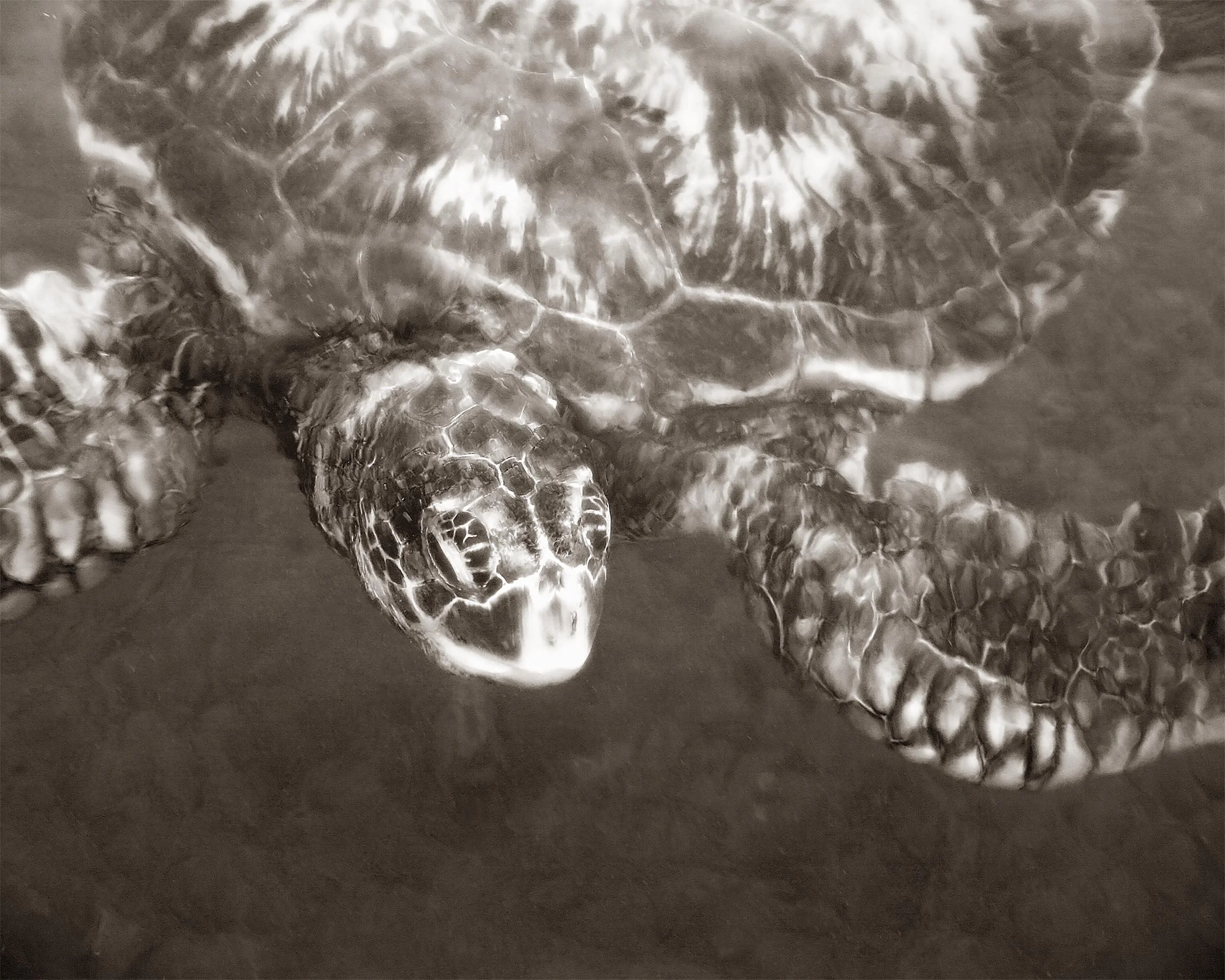 Sea Turtle
