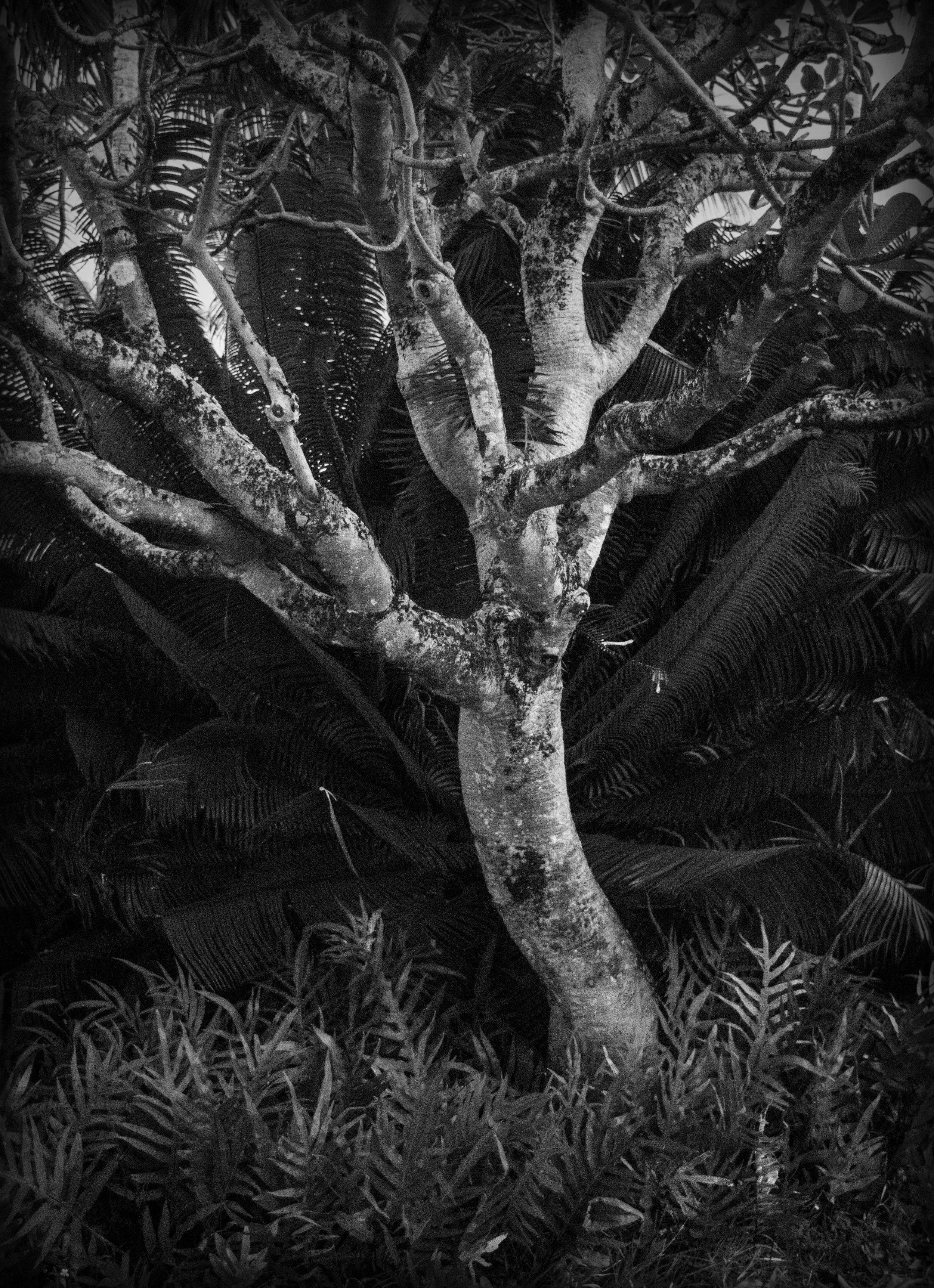 Gray Tree