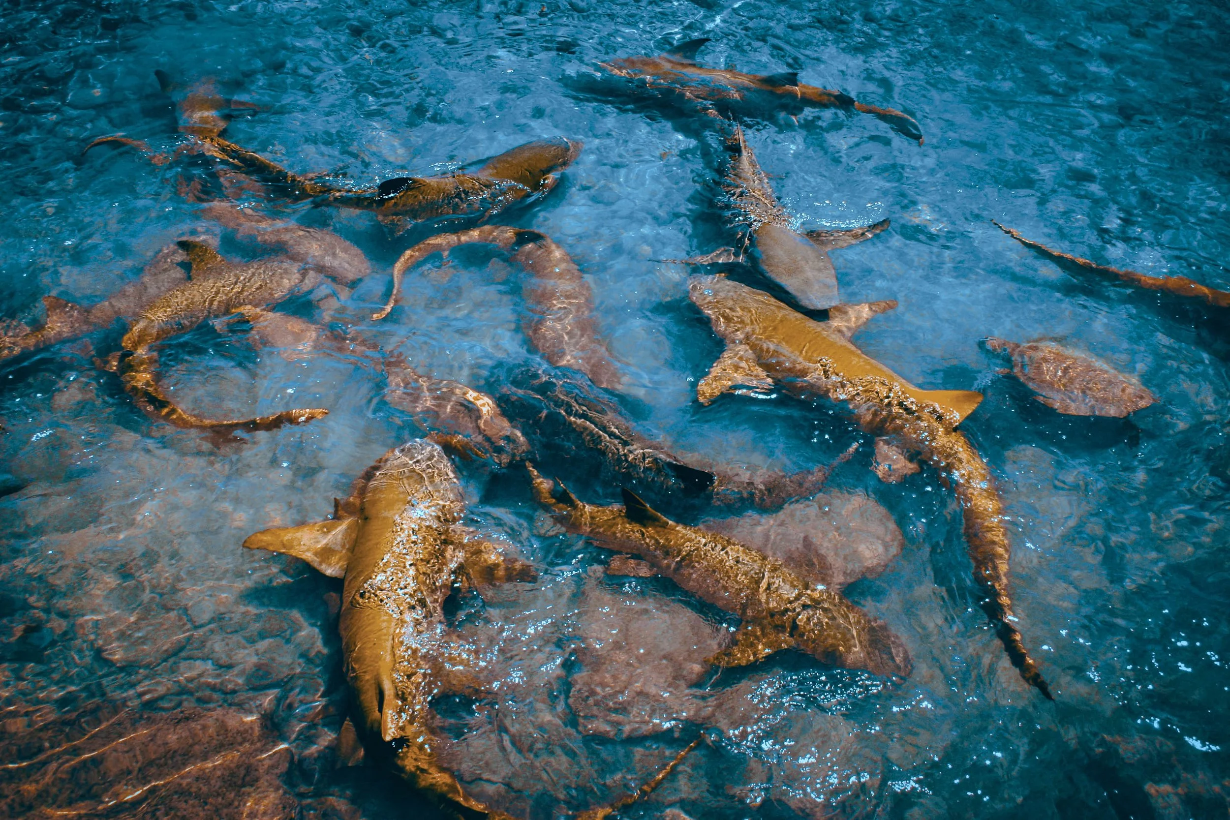 Rusty Sharks & Turtle