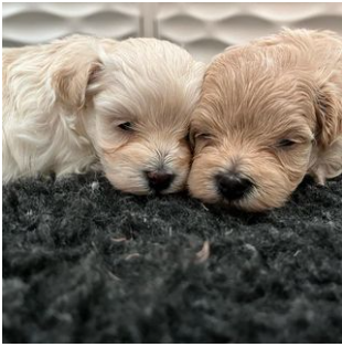 Screenshot 2024-10-03 211849.png