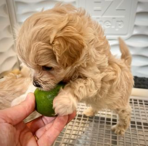 Screenshot 2024-10-04 202238.png