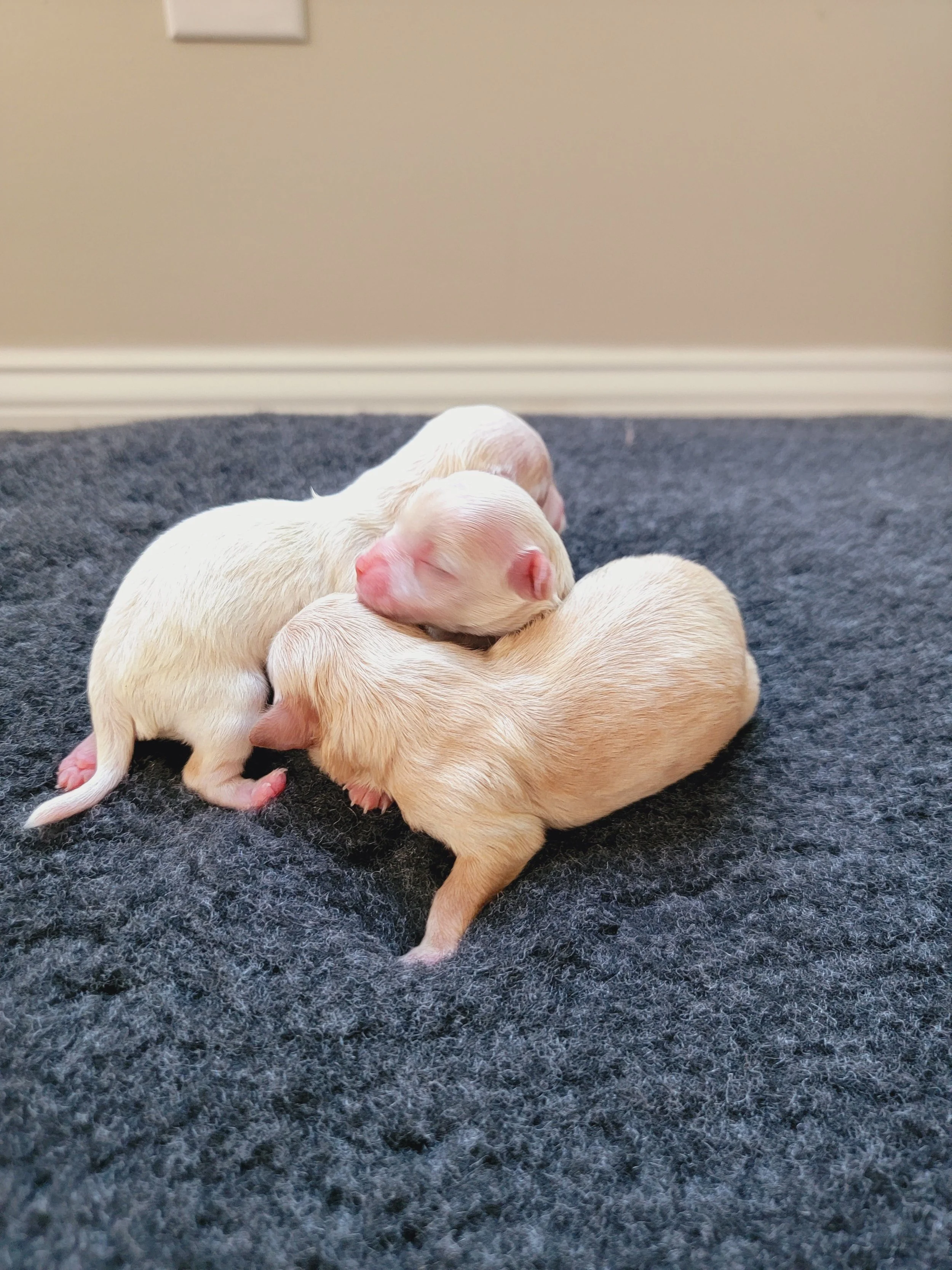 Three sisters, born May 12th 2023