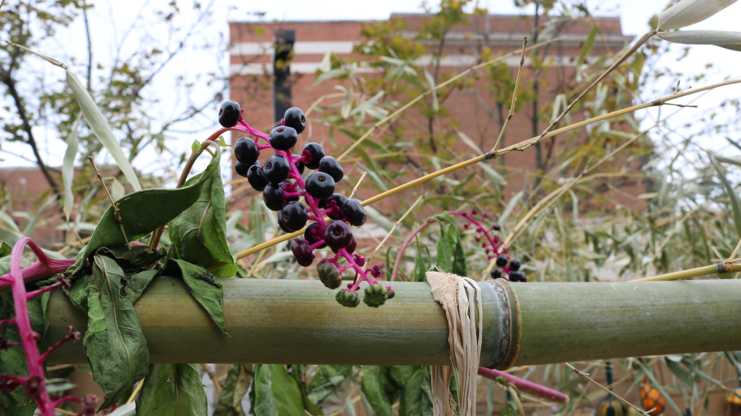  photographed by Jessica Valoris 