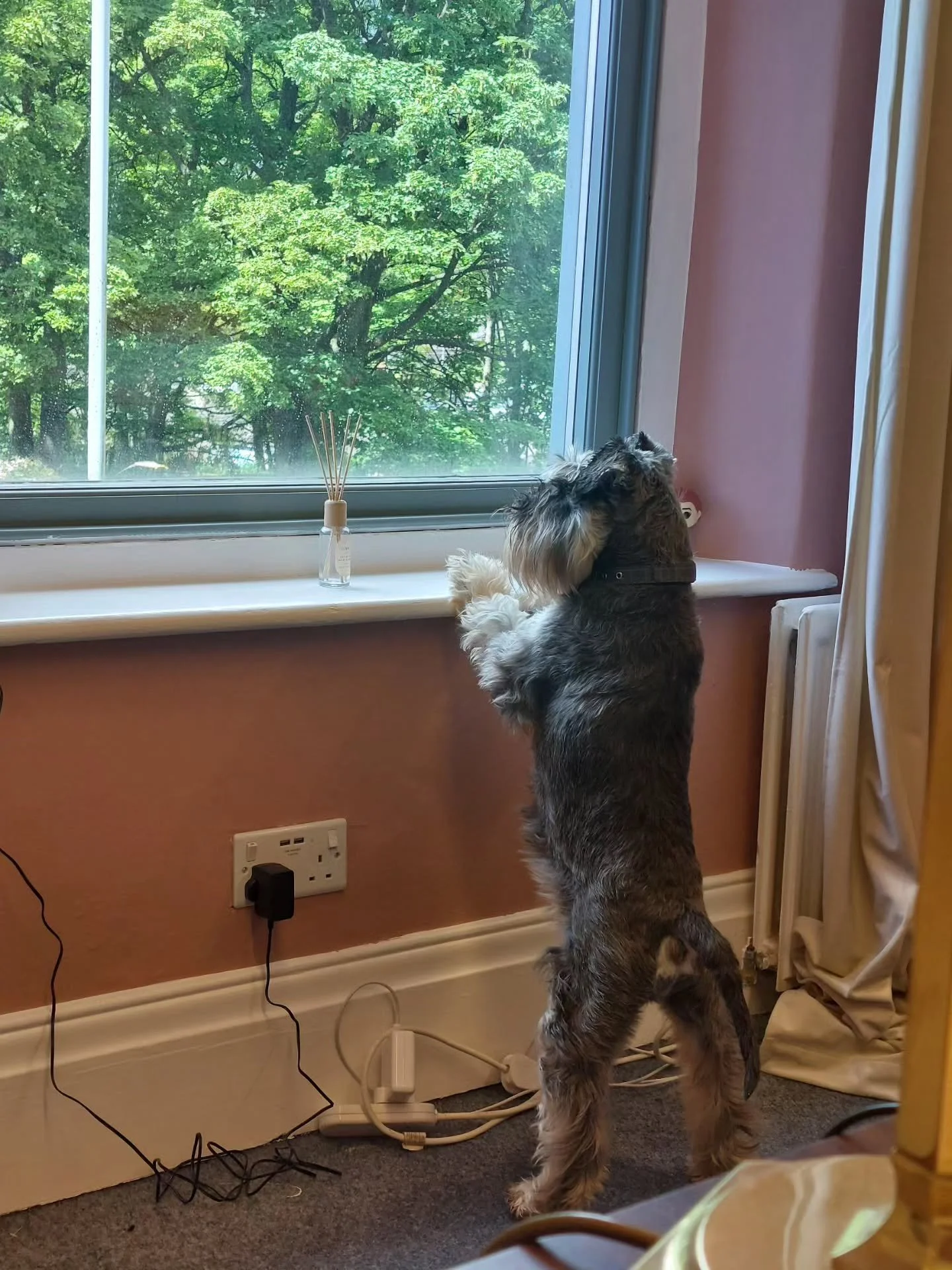 We're a dog friendly office. 🐶💕 @krsfiresafetysolutions