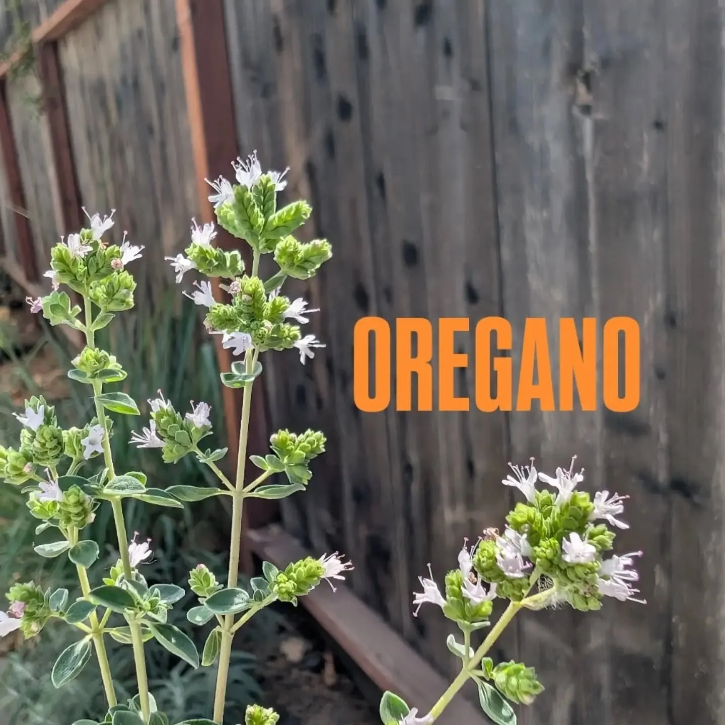 A glimpse into our small but mighty culinary herb garden🧡