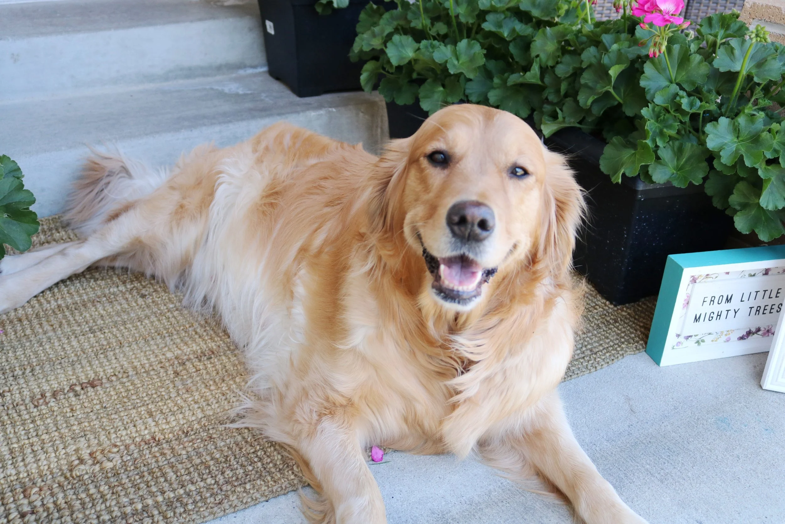 1Goldensmile with tummy.JPG