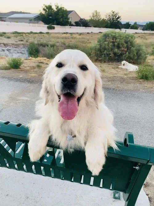RockyBench.jpg