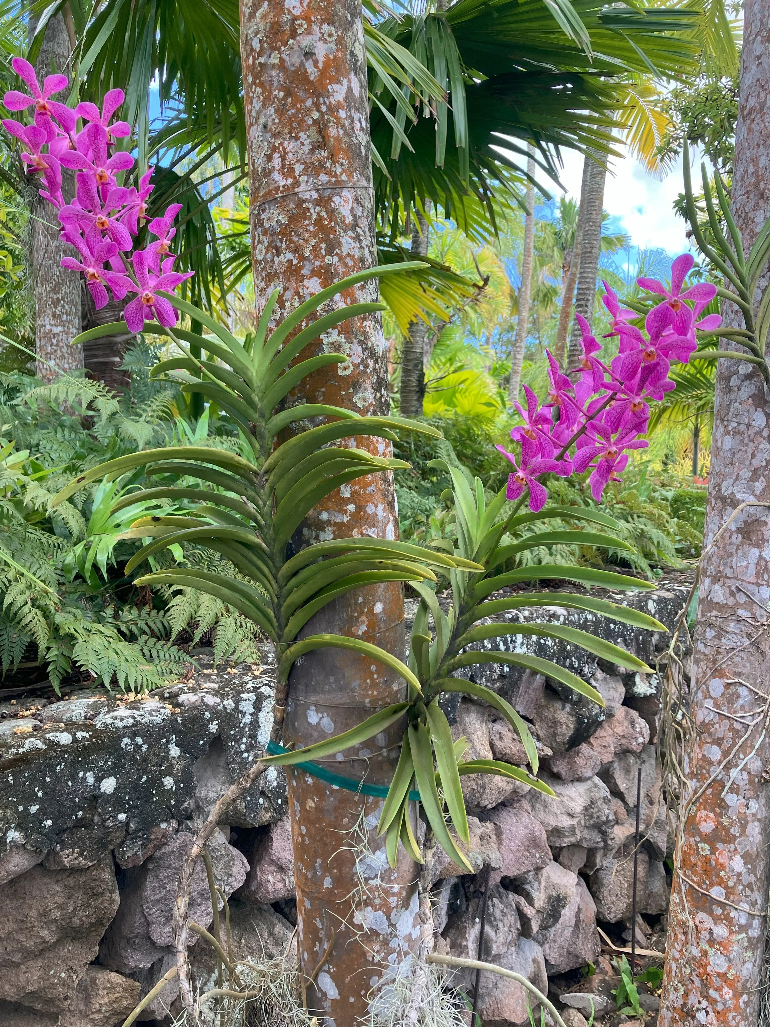 pink.orchid.jpeg