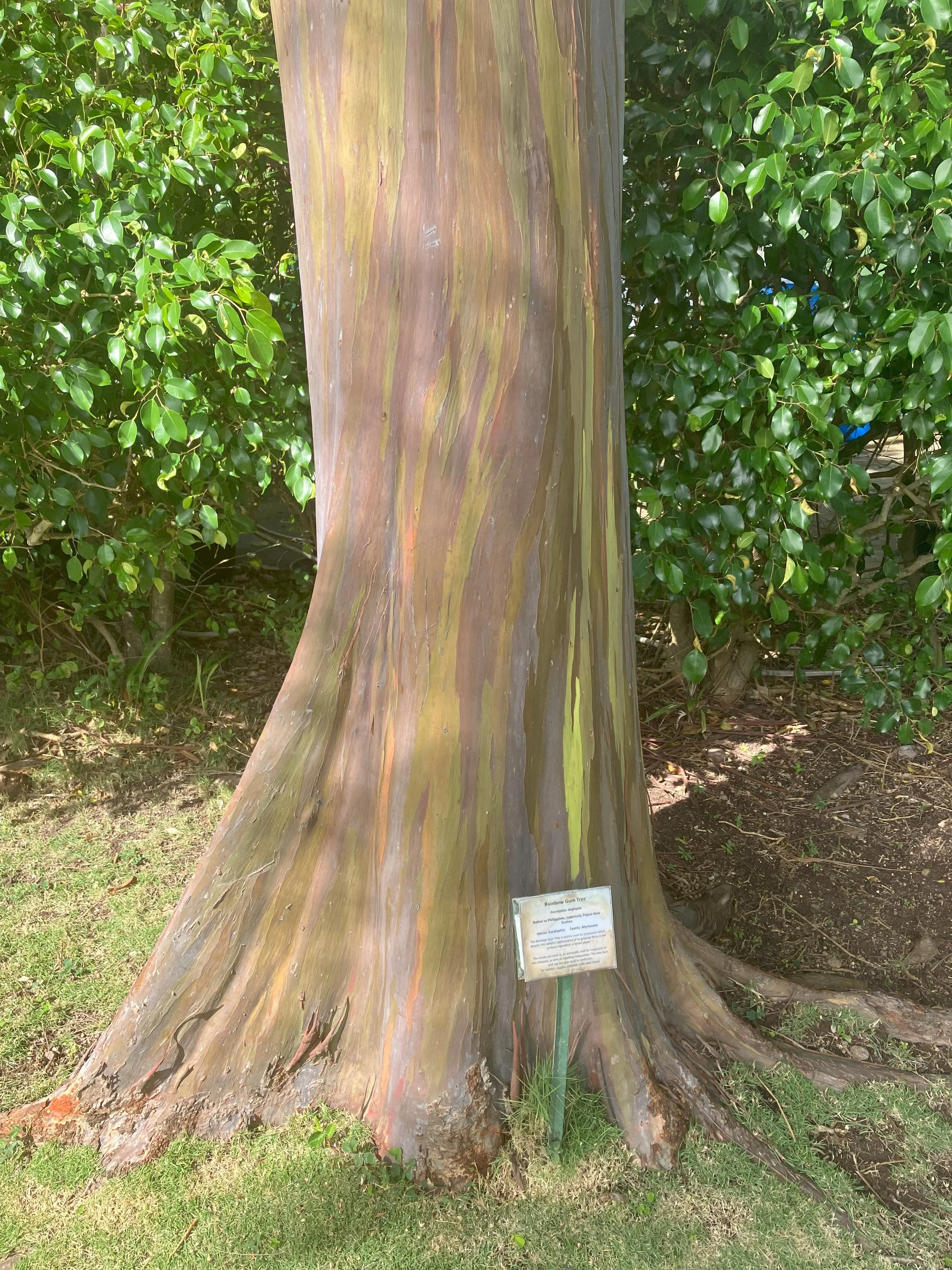 rubber tree.jpeg