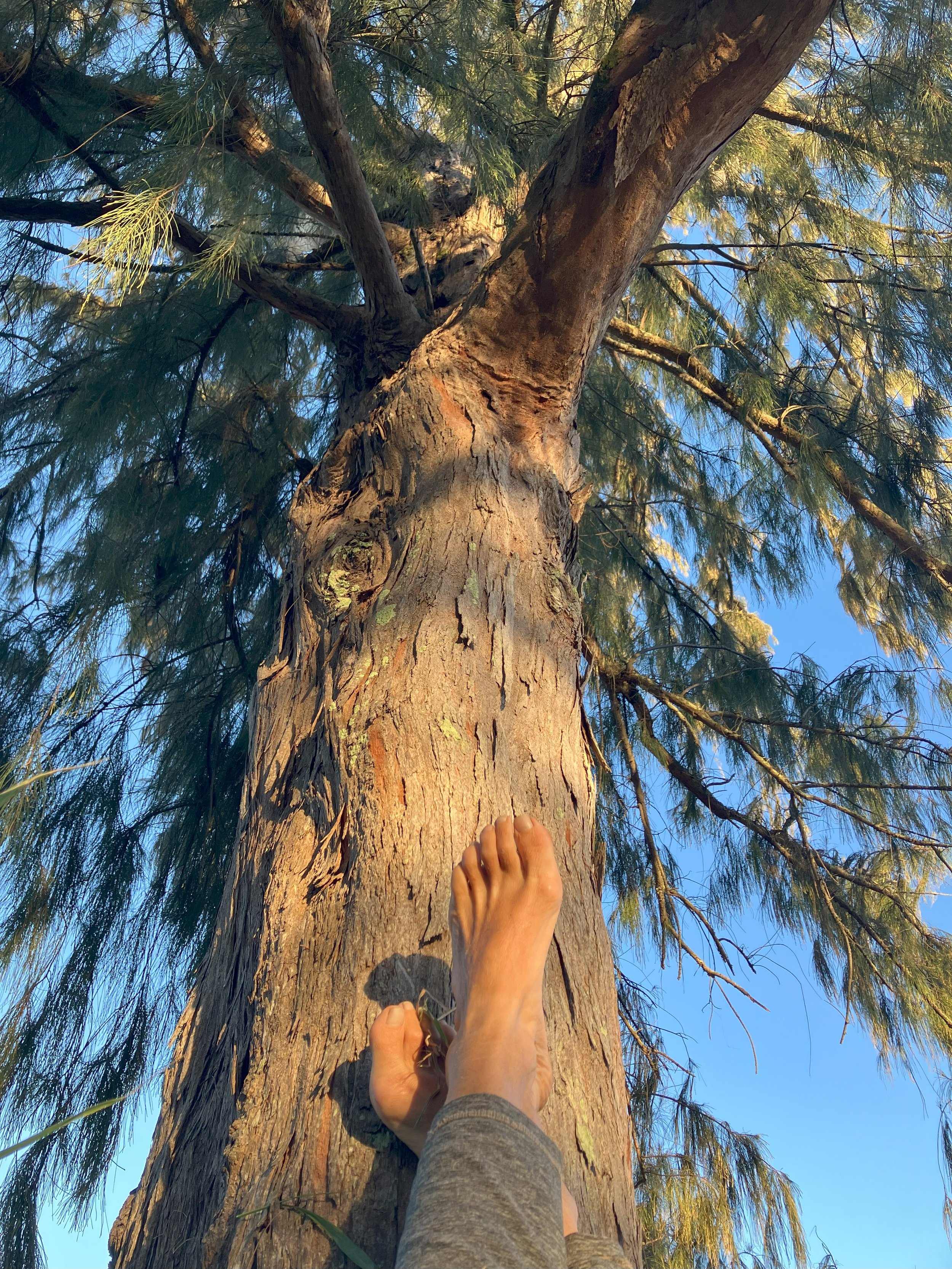 4 Nights Under the Ironwood tree - Kapaau, Big Island, Hawaii