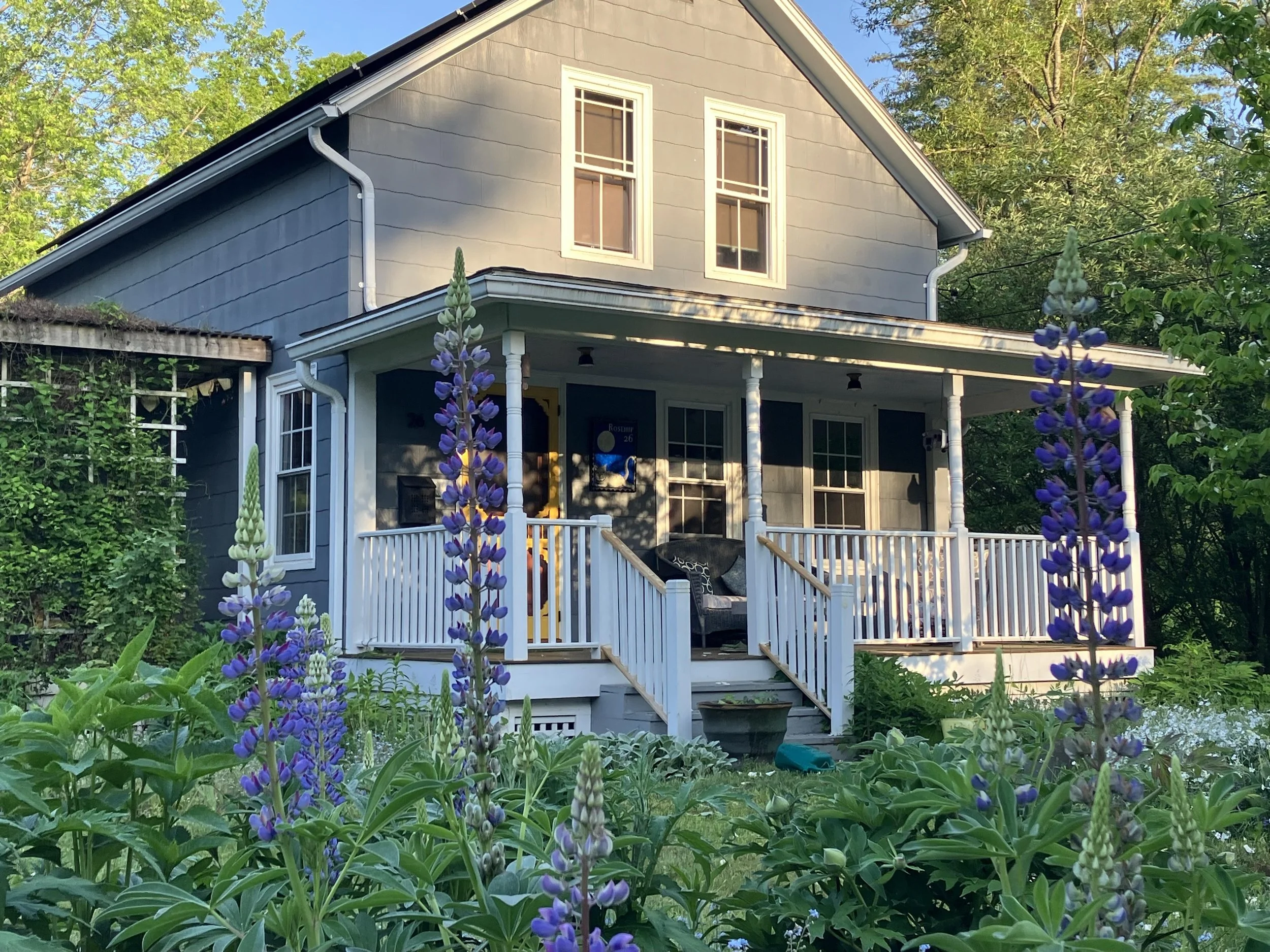 house.lupine.jpg