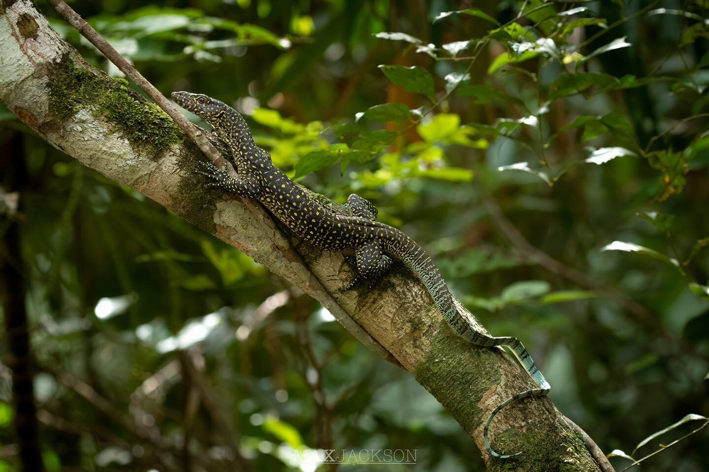 Blue -tailed Monitor! 🙌🏼
One of Australia&rsquo;s rarest lizards, this is only the second time I&rsquo;ve glimpsed one despite visiting their small range regularly for the past 14 years! To get the opportunity to get a photo like this has been a bo