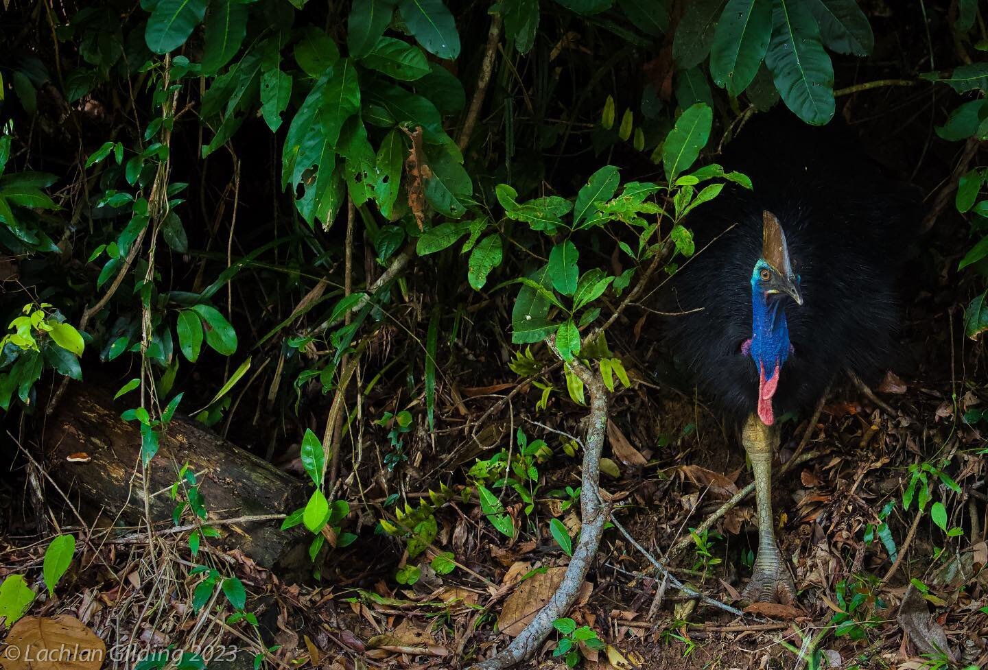 We are currently in North Queensland running a quick 3 day tour, targeting a number of North Queensland specialties. The #SouthernCassowary was no.1 on the list for our guests so we were pretty happy to get some good views on the very first morning o