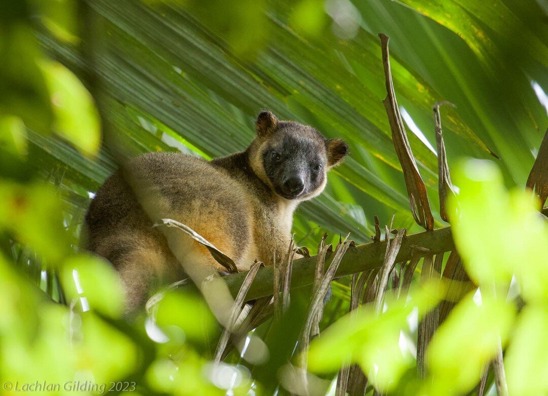 Tree Kangaroos are something that if you weren&rsquo;t already aware of, you probably wouldn&rsquo;t believe they existed. We love showing these incredibly unique species off to our clients, even if it is just an excuse to see them again ourselves!