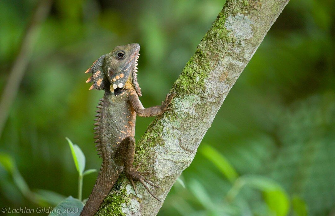 Boyd&rsquo;s Forrest Dragon!

When we are touring in the tablelands we always make the time to search for these prehistoric looking lizards!