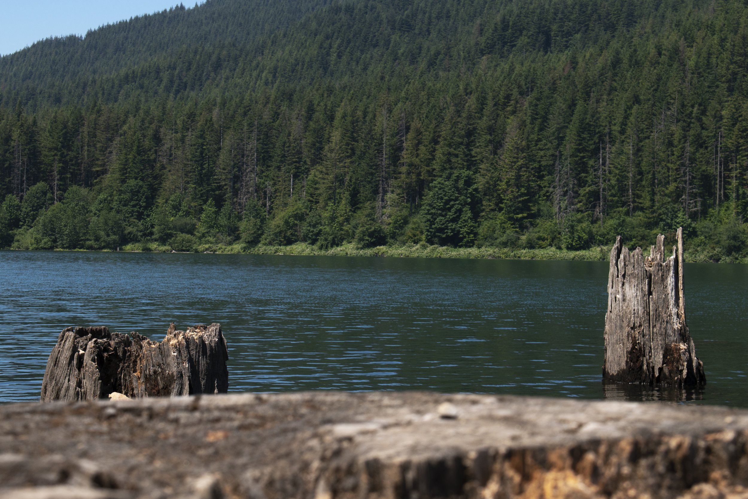 Nature - Three Logs In Thirds.jpg