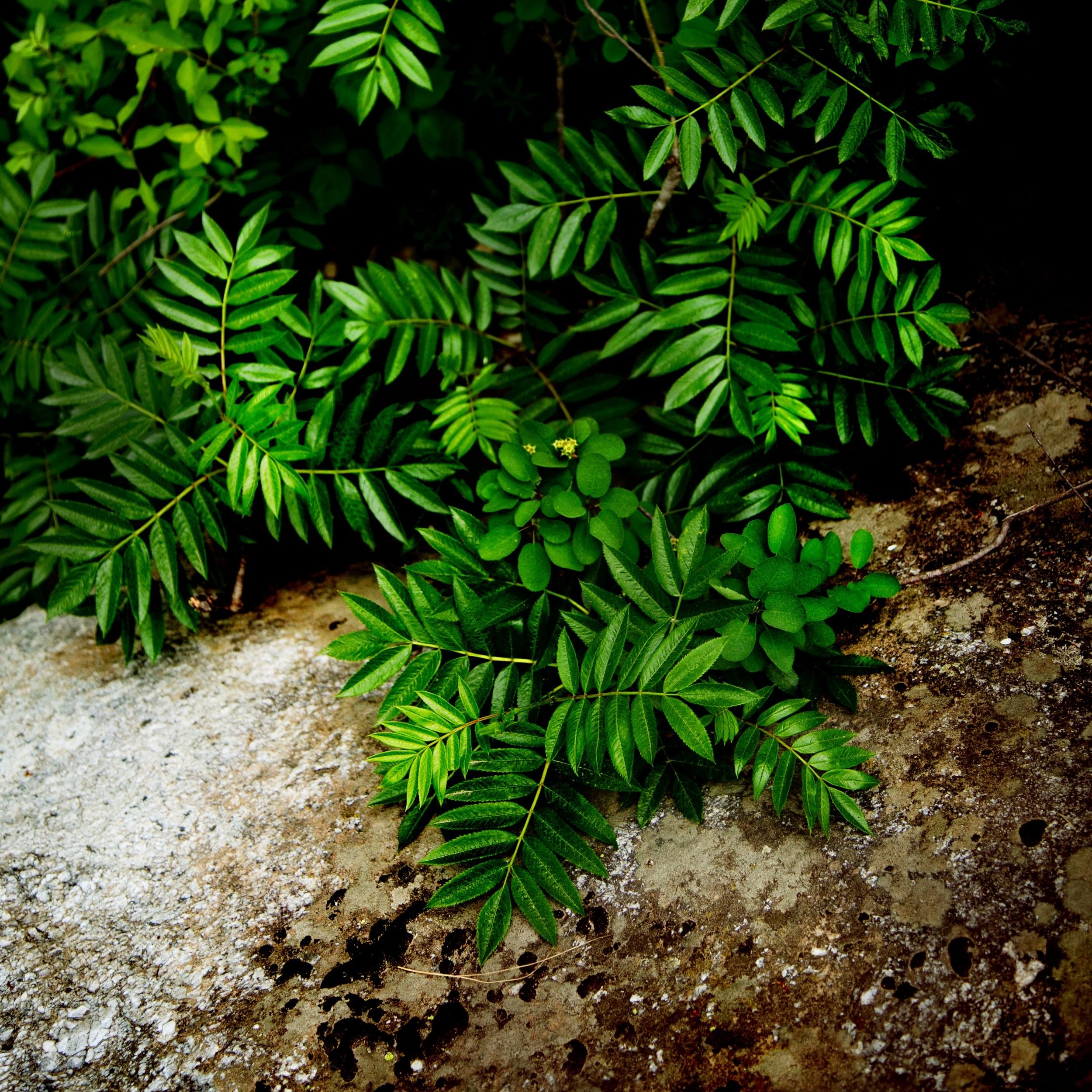 store_greenery_rock_proof.jpg