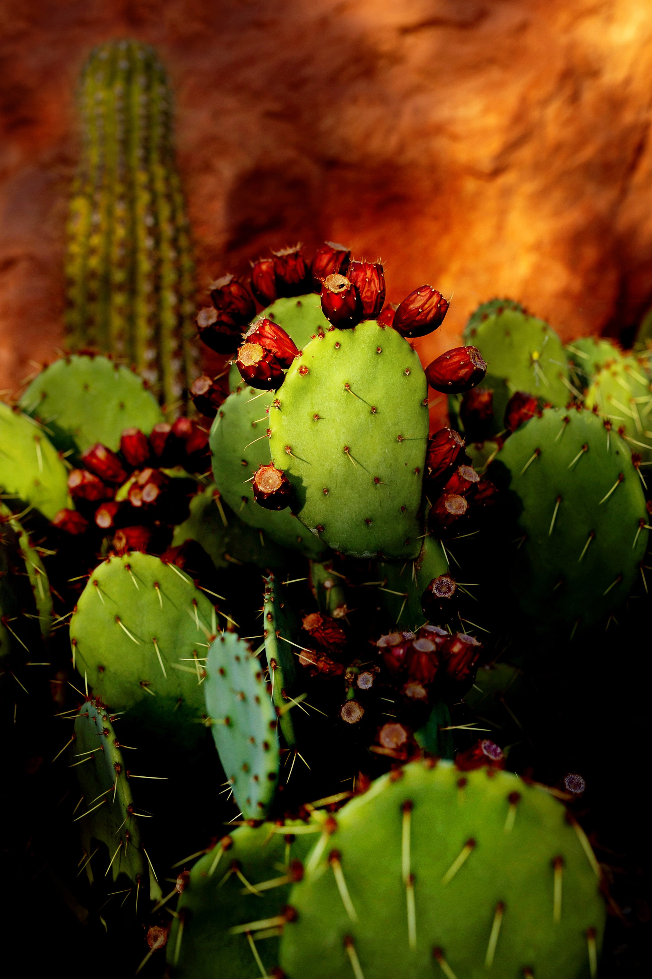 4_store_joyful_cactus.jpg