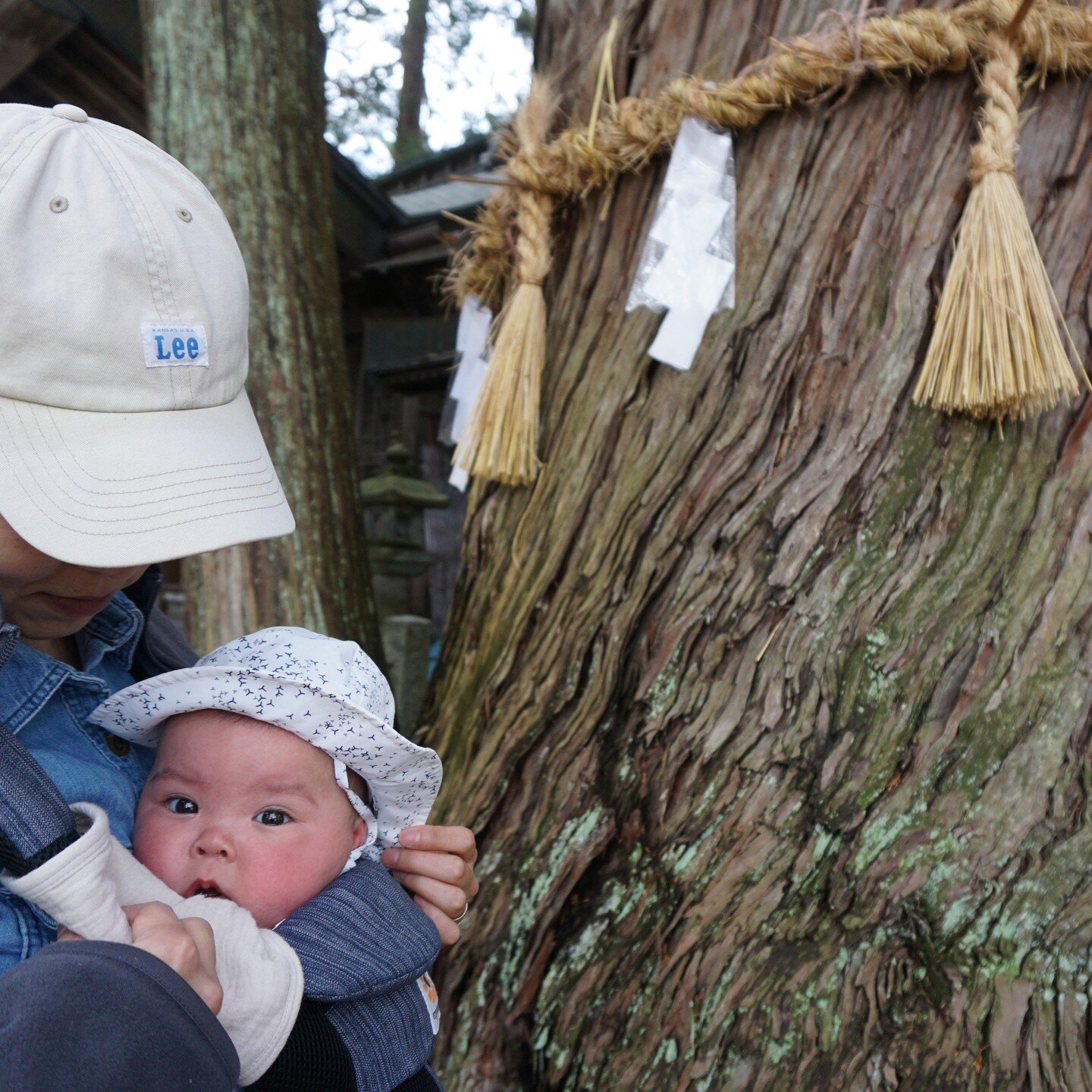 Hana-chan meets a many-hundred-year old cypress tree at Hachimangu Shrine in Mitake, Kiso
木曽の三岳、八幡宮。はなちゃんが数百年もの歳月を生きる檜の大木に出会いました
#日本の神社 #japaneseshrines 
#子連れ旅行 #travelingwithkids #kisovalley #木曽谷