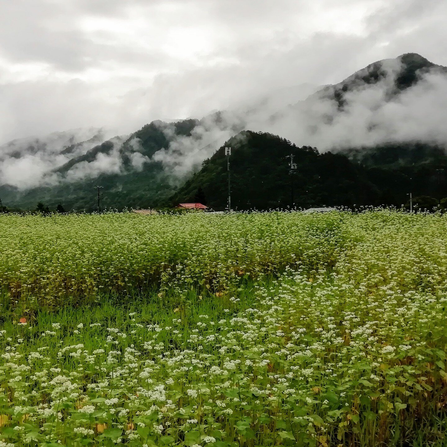 Clouds through the valley
Buckwheat in bloom
Macaques chatter beyond the fields

#王滝村 #御嶽山 #木曽 #田舎暮らし #otakivillage #mtontake #kiso #ruraljapan
