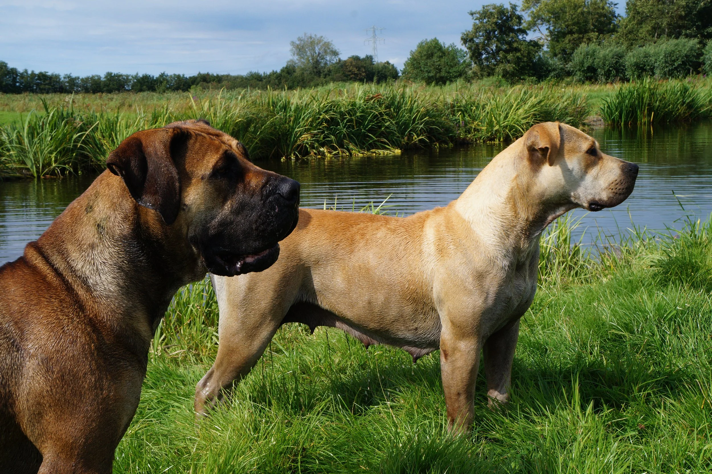 Groene_Hart_Boerboels_2023.jpg