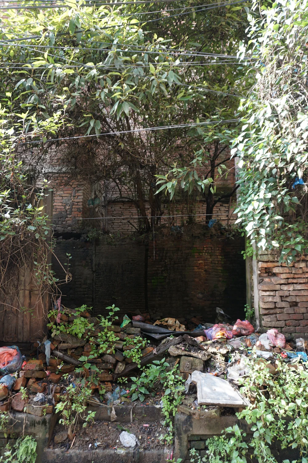  Greens peeking through a pile of bricks. Photo: Nija Maharjan 