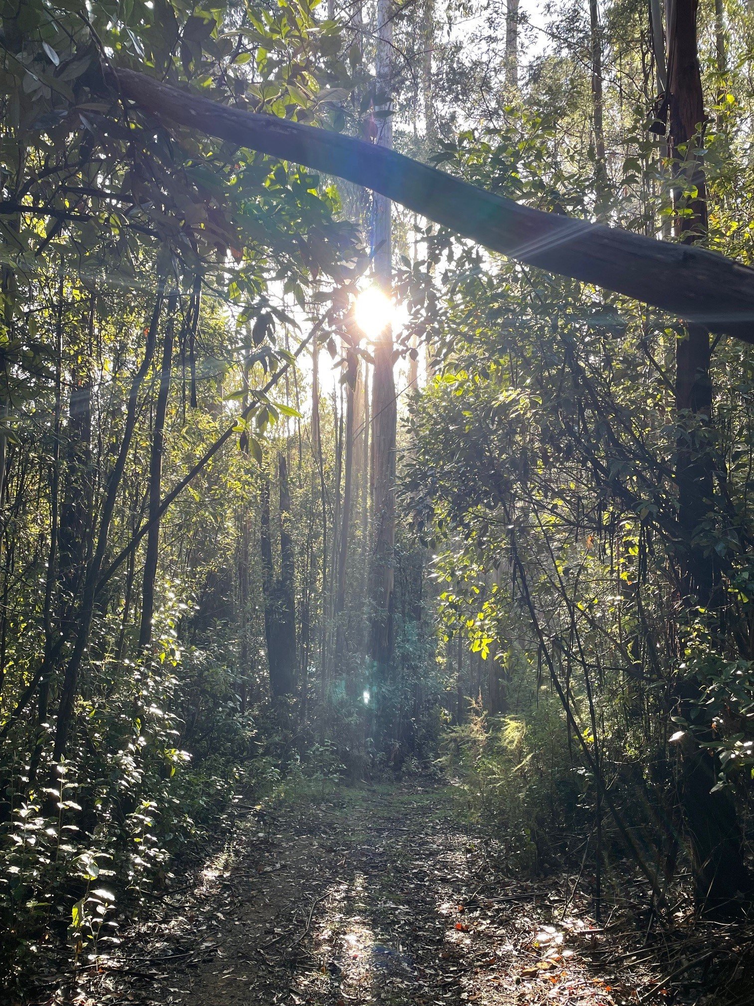 Bushwalks 1.jpg
