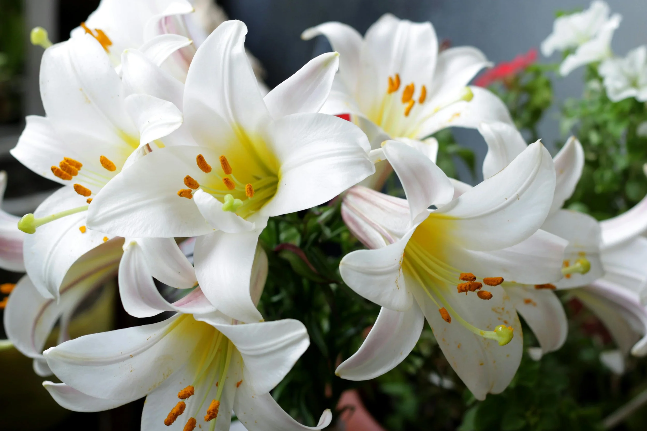 Easter Lilies - In Memory of Loved Ones