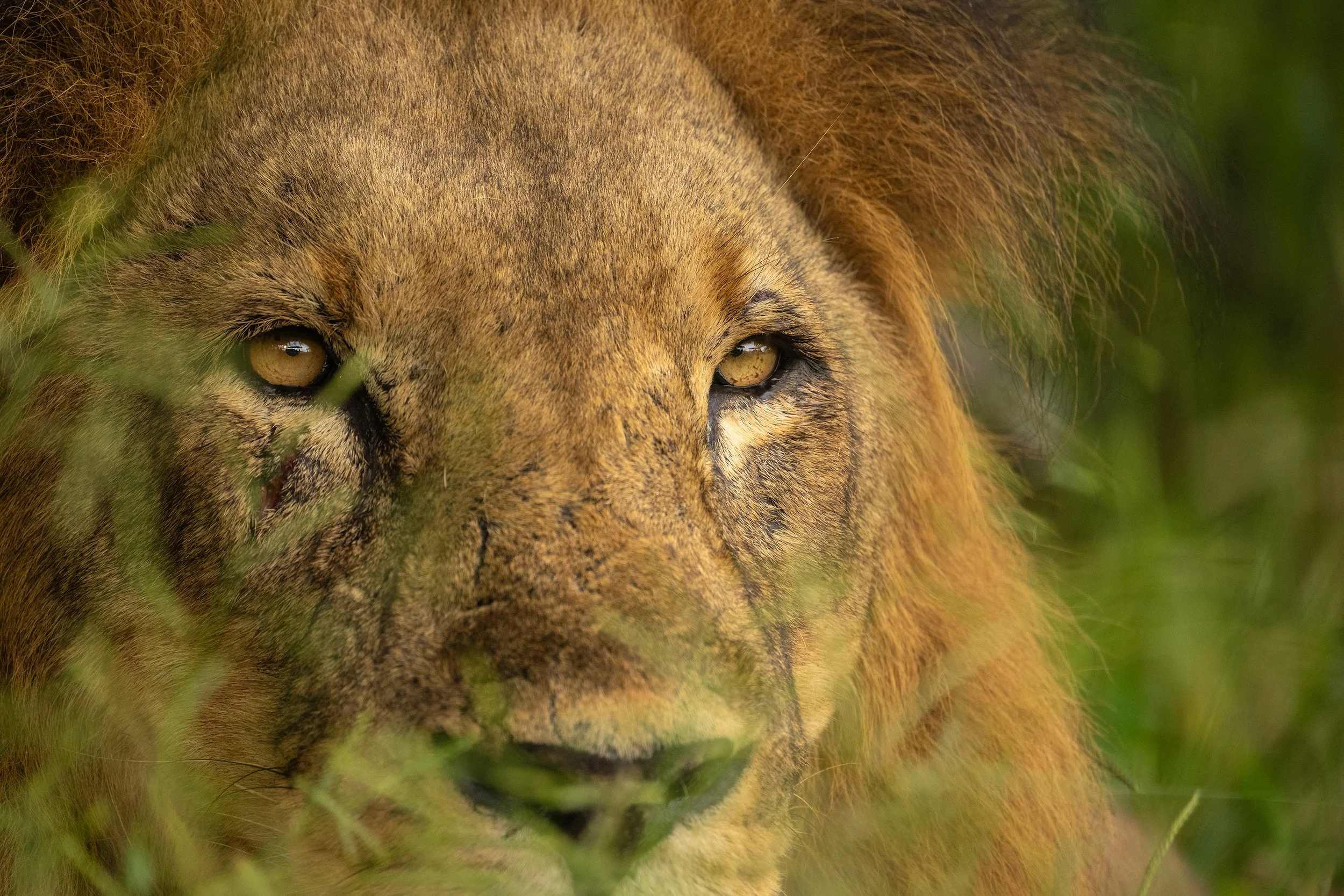 Lions: The pride of Africa