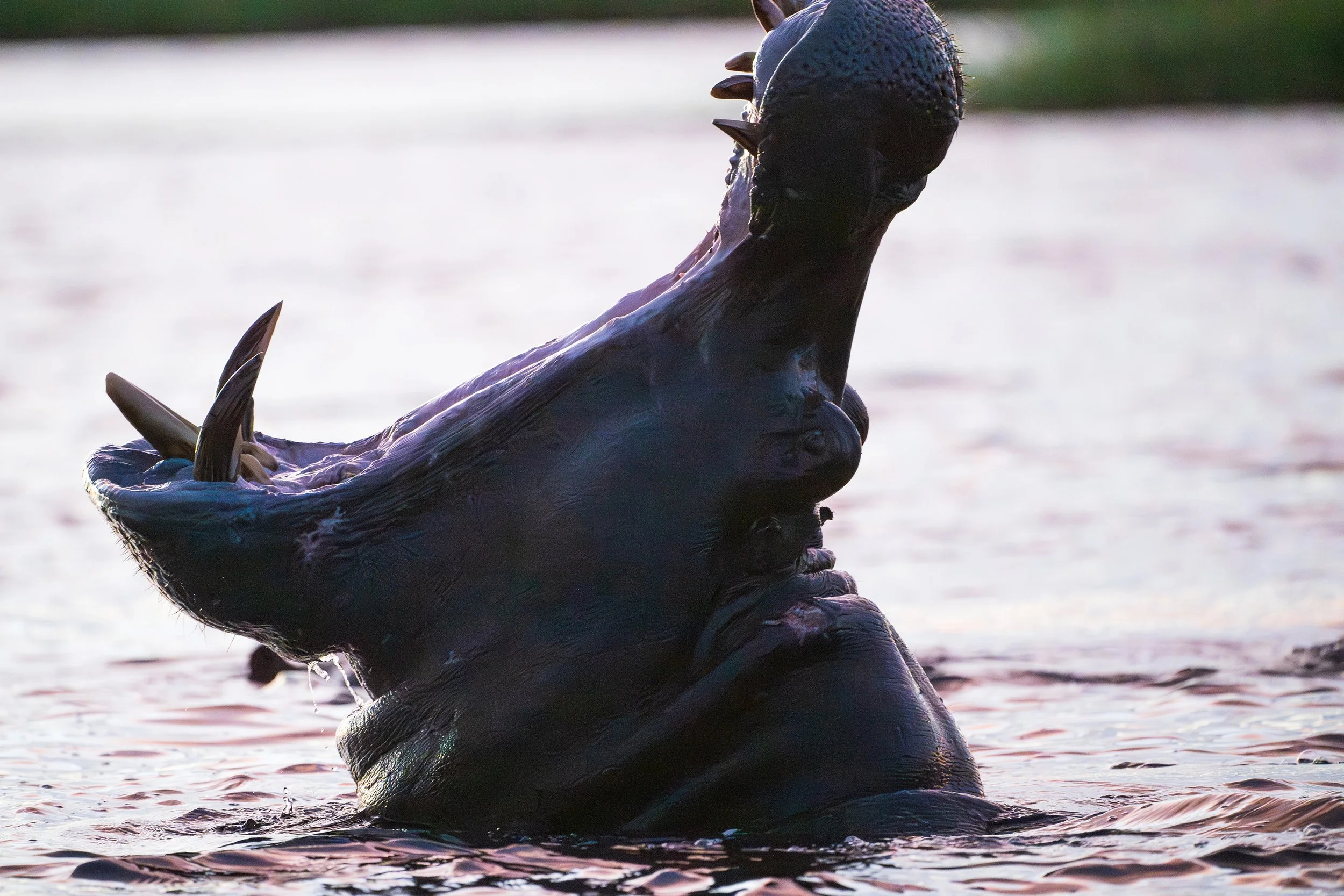 From Crocs to Zebras