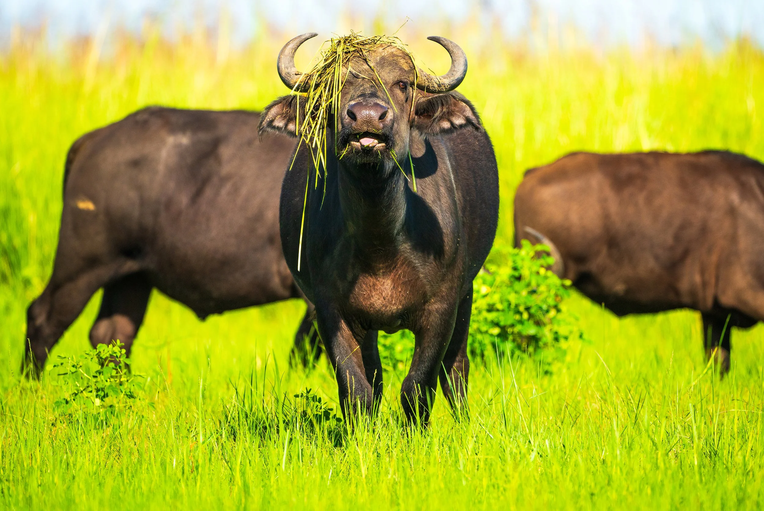 More wildlife images