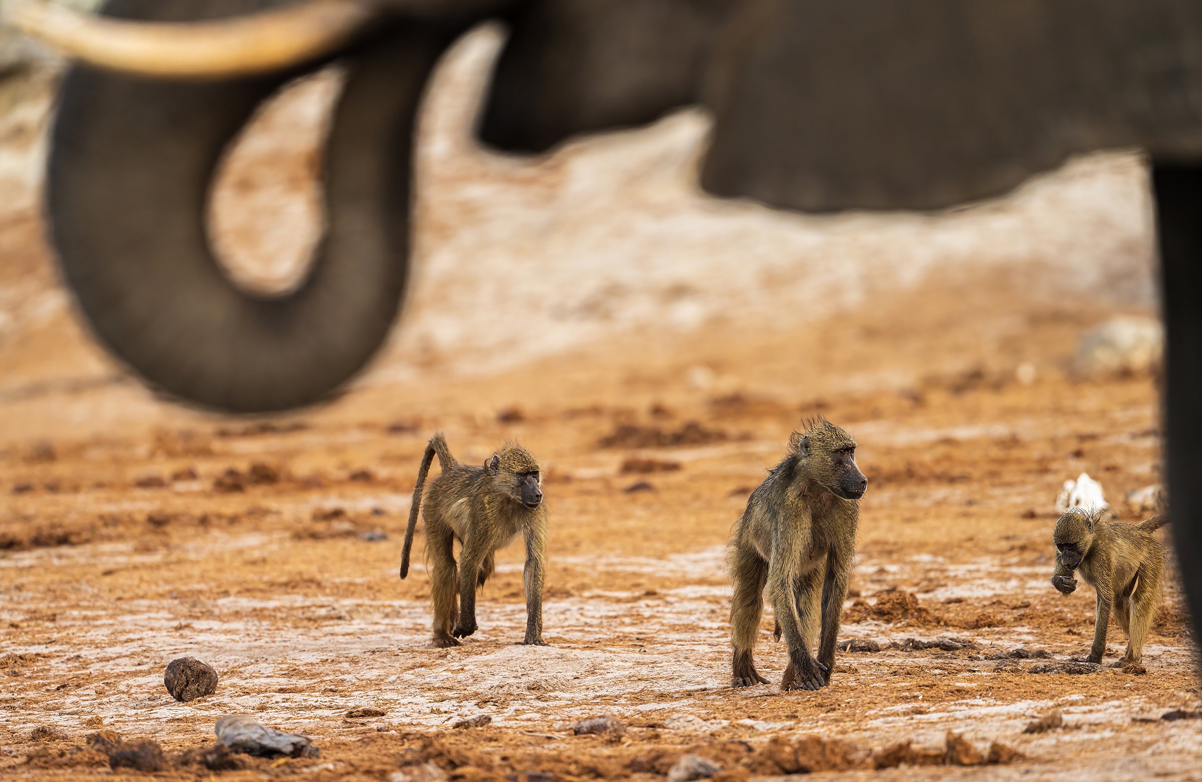 Africa_Adventure-42.jpg