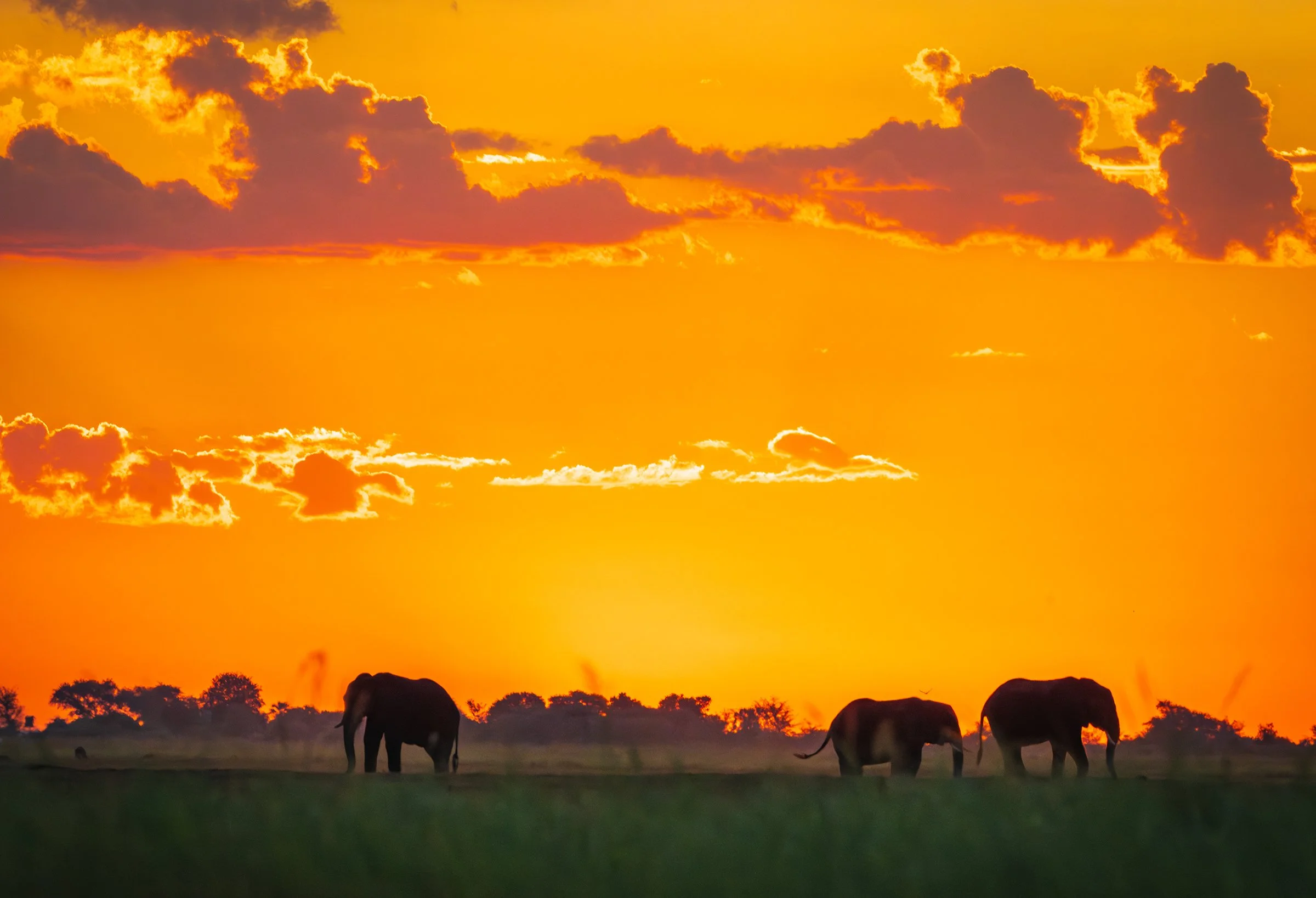 chobe_river_safari-150-Enhanced-NR.jpg