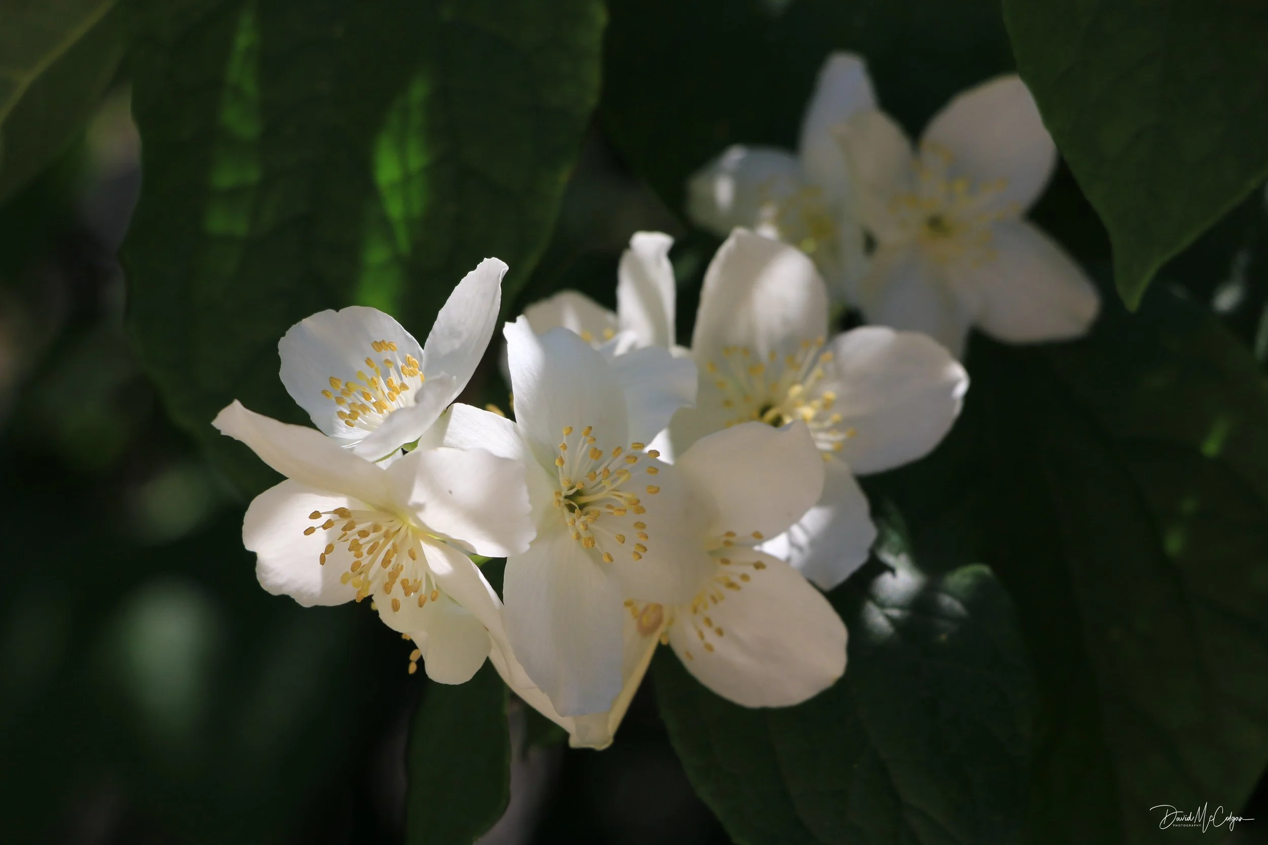 Philadelphus Plant