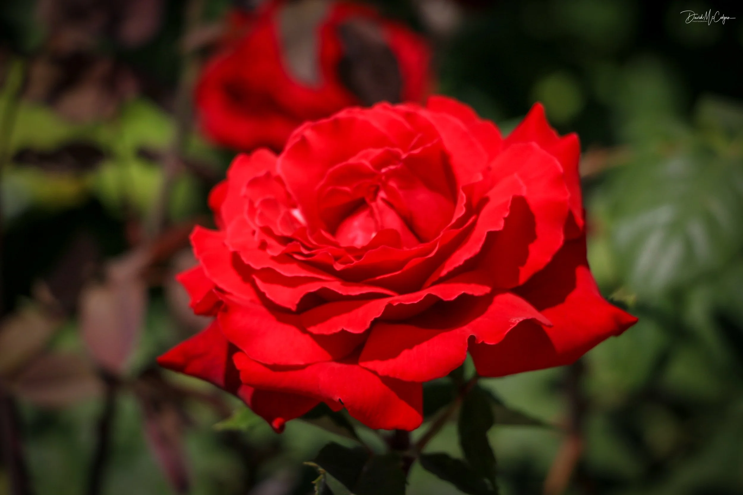 Hybrid Tea Rose