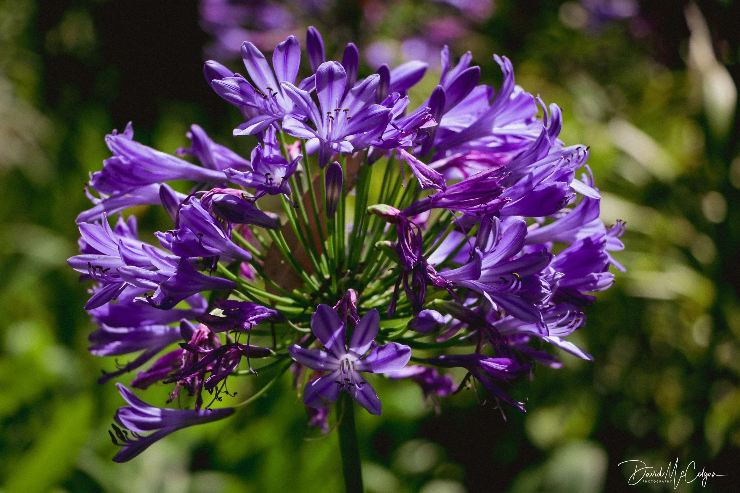 Agapanthus