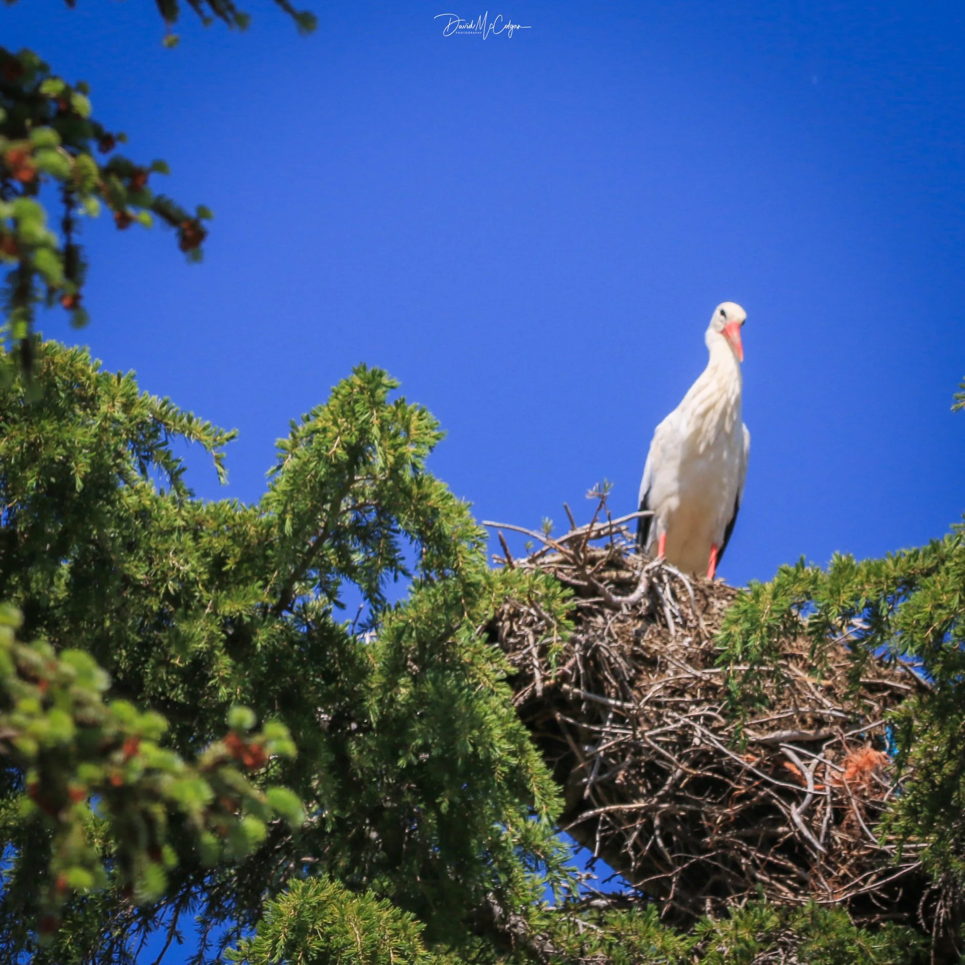 Nesting Stork