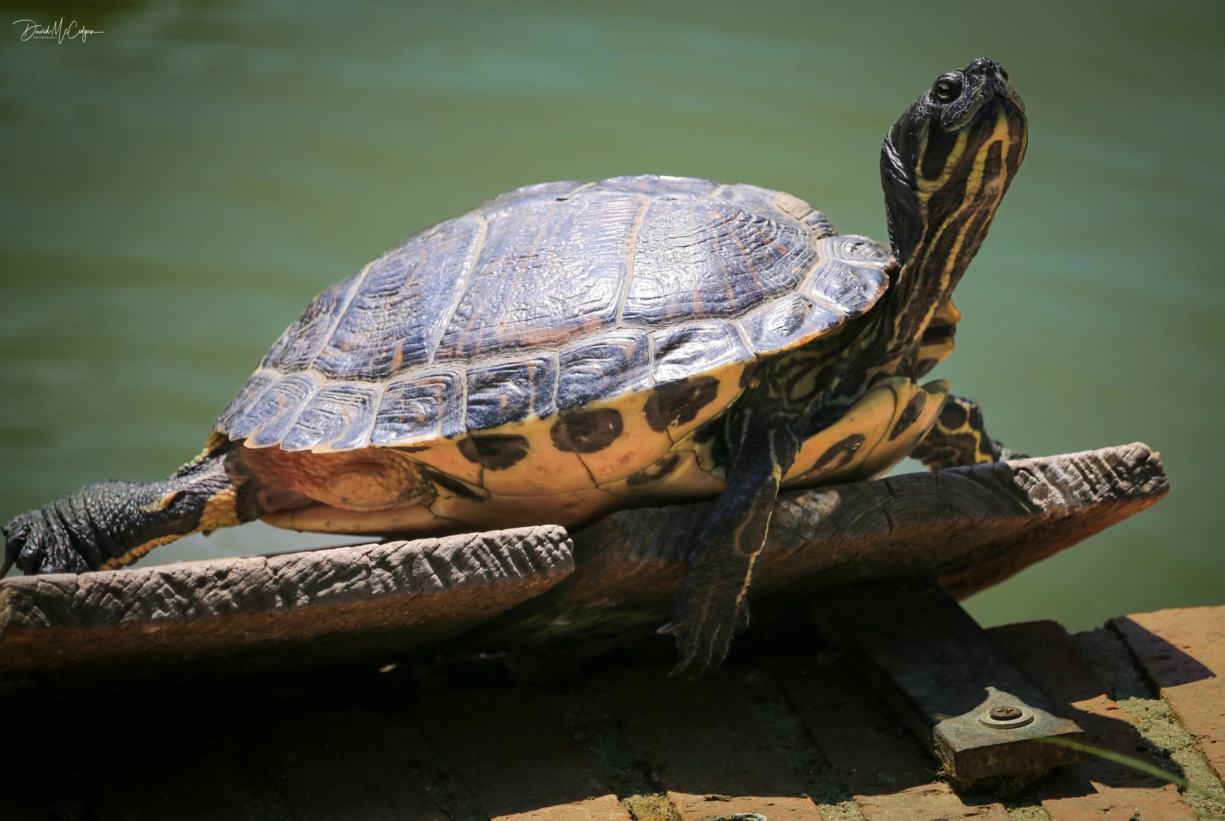 Yellow-bellied Terrapin